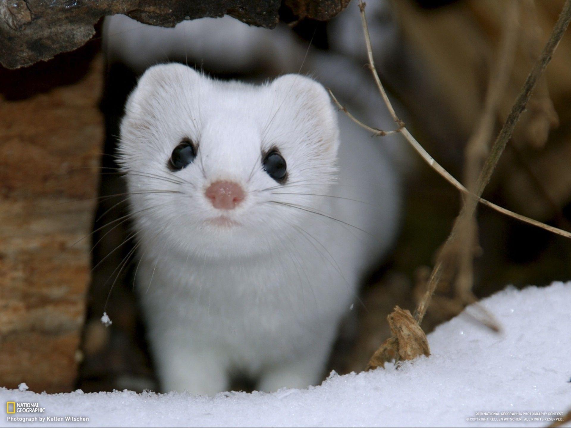 Weasel Wallpapers - Top Free Weasel Backgrounds - WallpaperAccess