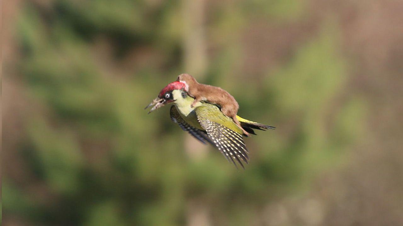 1280x720 baby weasel Large Image