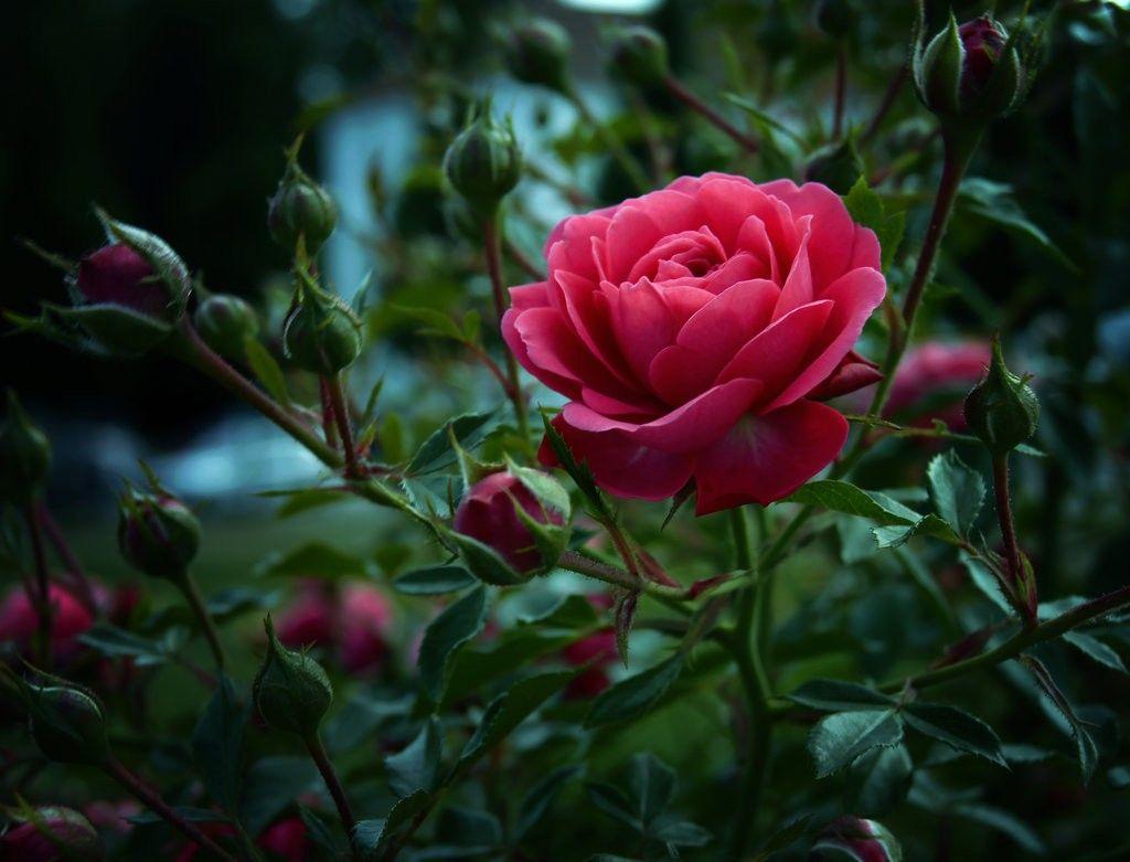 1024x781 Flowers: Single Nature Pink Rose Exotic Flower Desktop Wallpaper