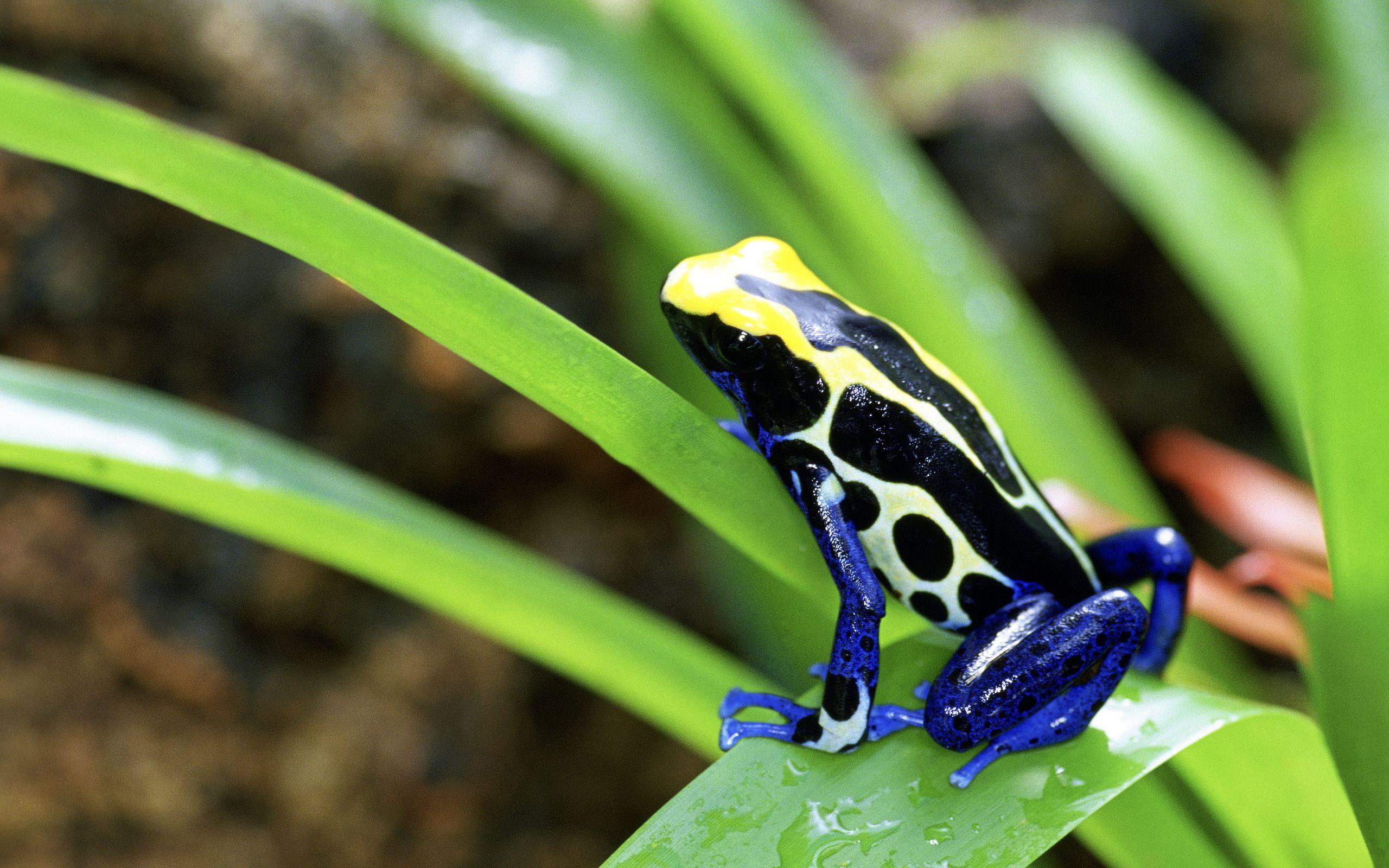 Poison Dart Frogs Wallpapers - Top Free Poison Dart Frogs Backgrounds -  WallpaperAccess