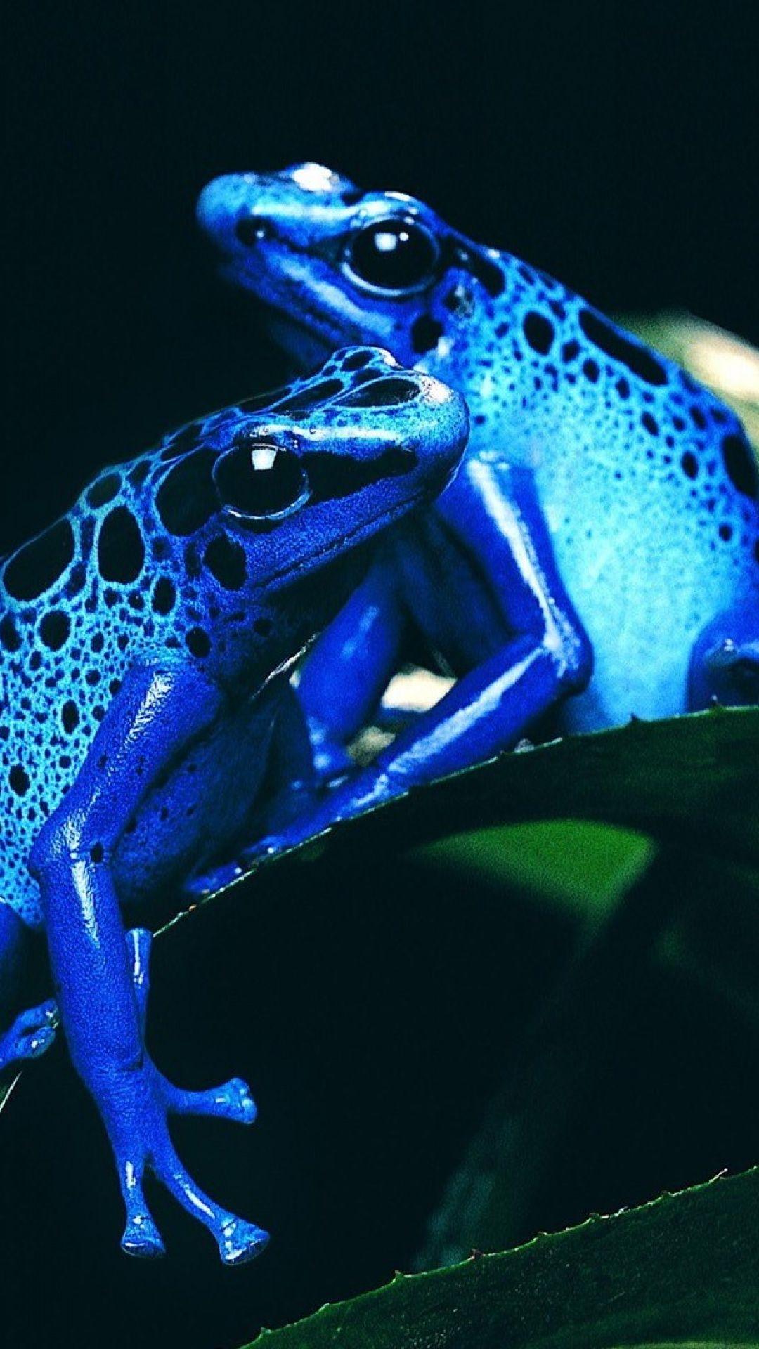 1080x1920 Blue Frogs S4 Wallpaper. Frog picture, Poison dart