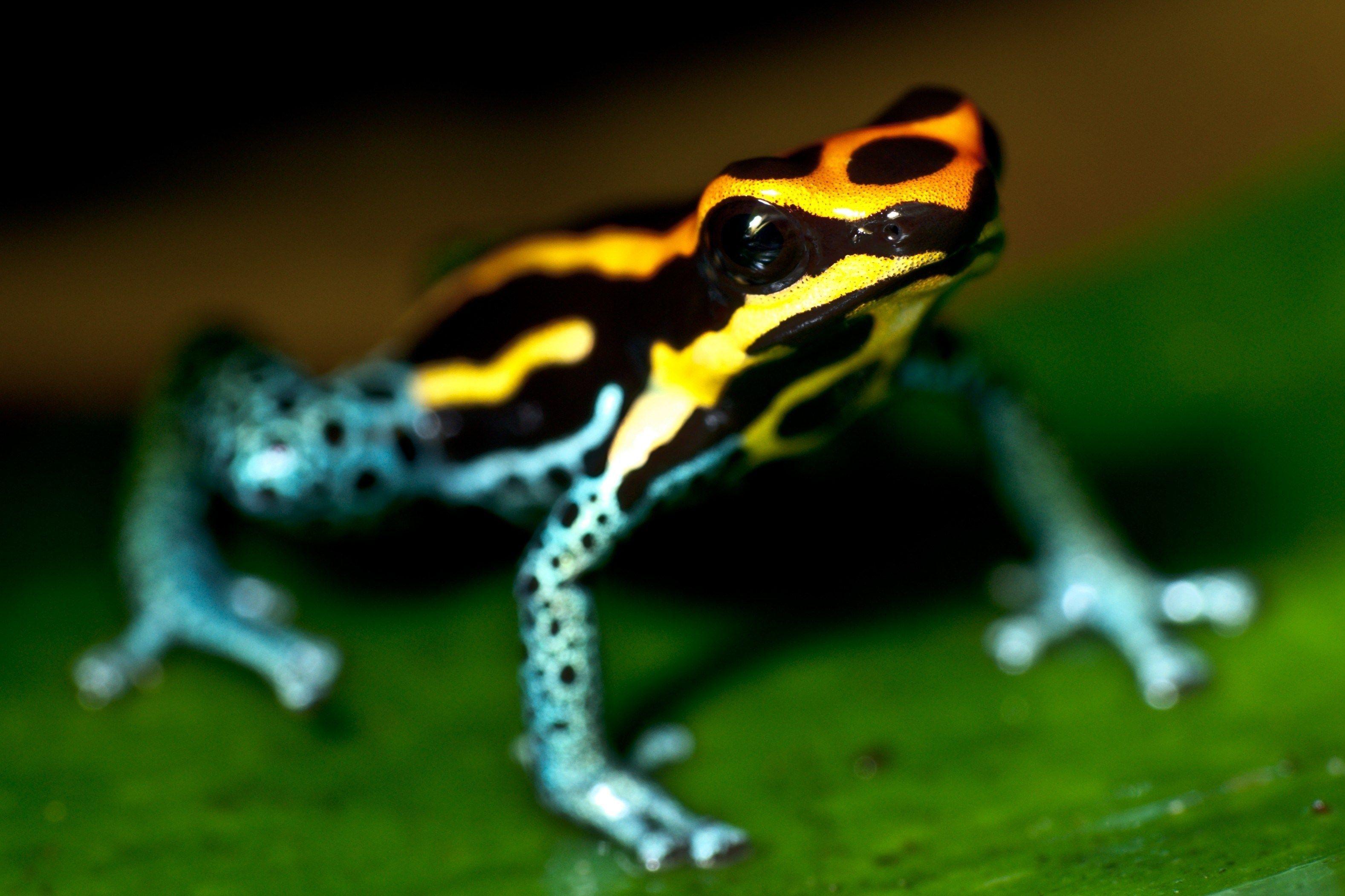 3156x2104 Desktop Background dart frog. Poison dart