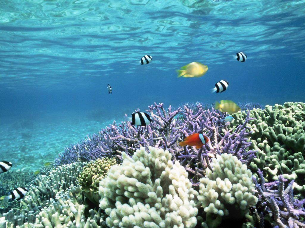 1024x768 Free download Animals Ocean Reef Fish Wallpaper 05 Wallpaper