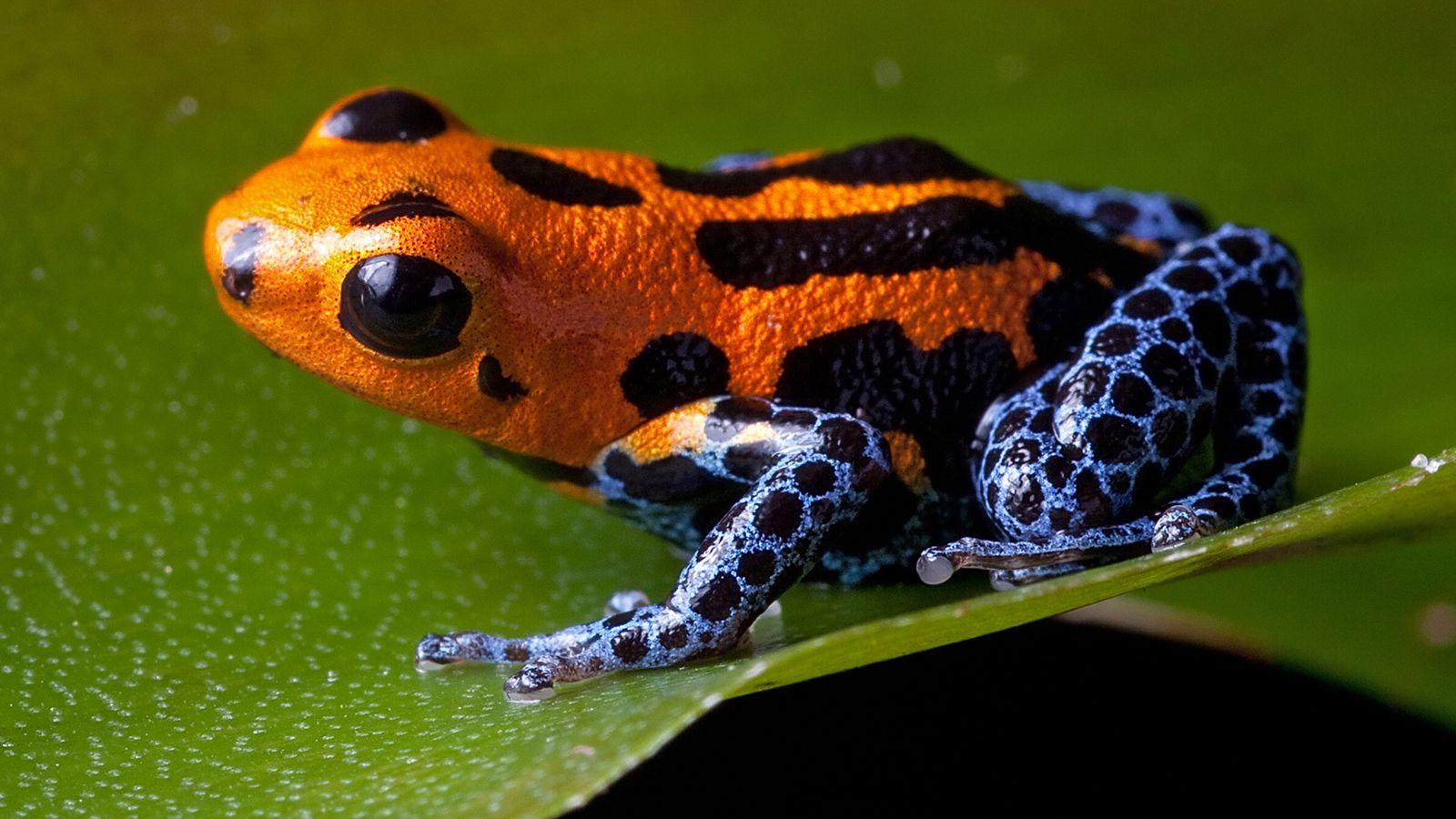 Poison Dart Frogs Wallpapers - Top Free Poison Dart Frogs Backgrounds -  WallpaperAccess