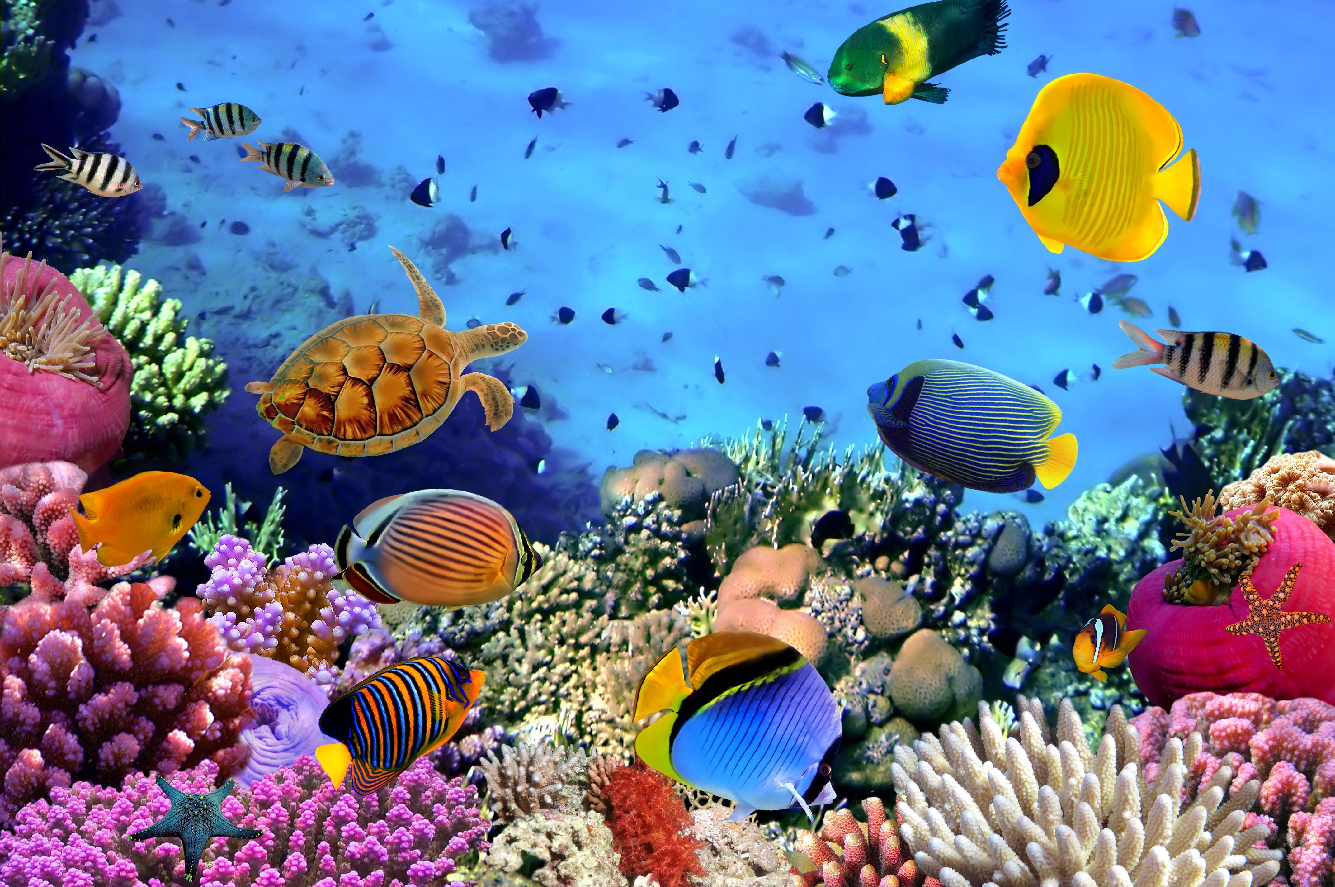Ocean Reef Wallpapers - Top Free Ocean Reef Backgrounds - WallpaperAccess