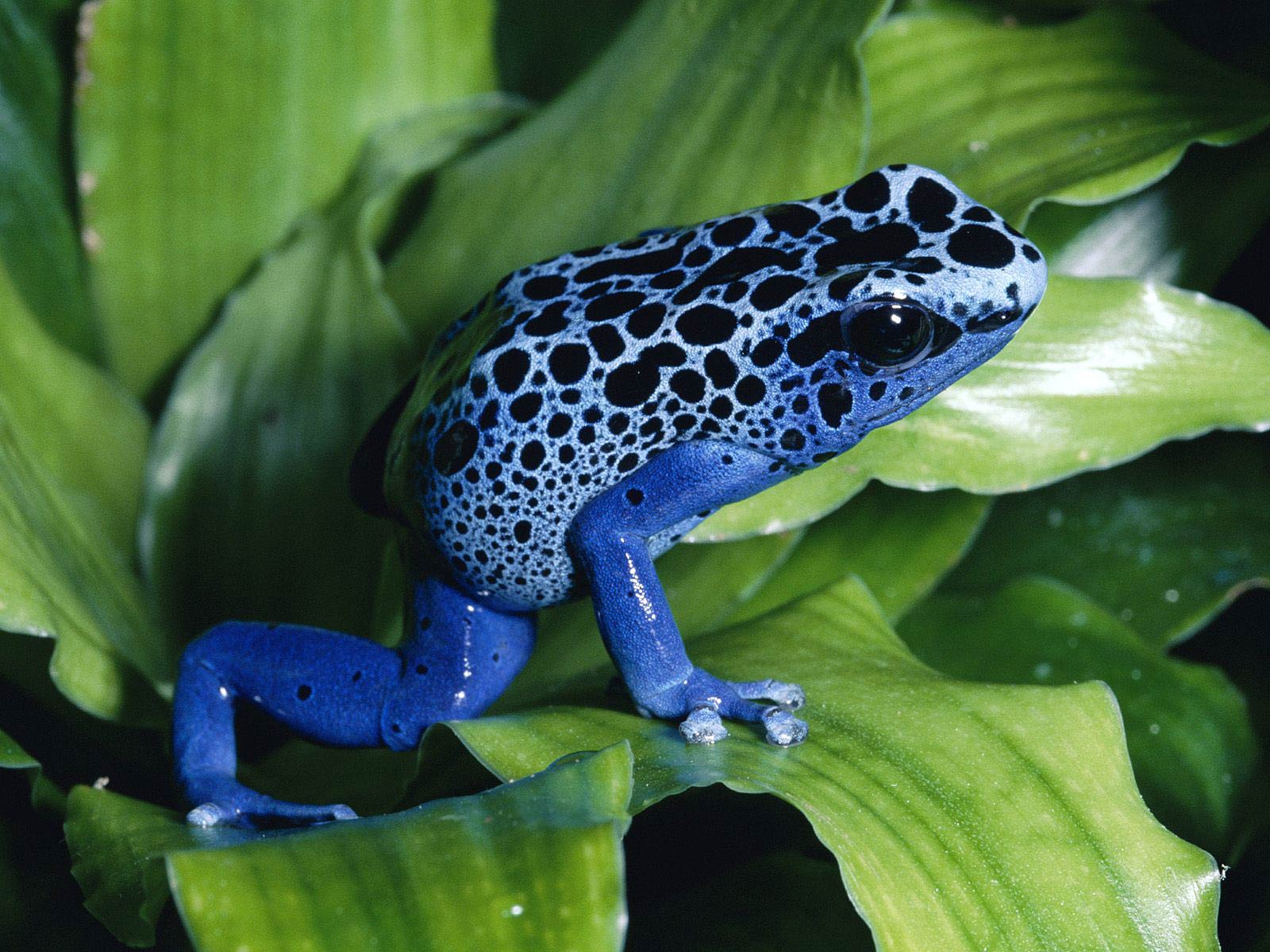 1600x1200 Poison Dart Frog Wallpaper
