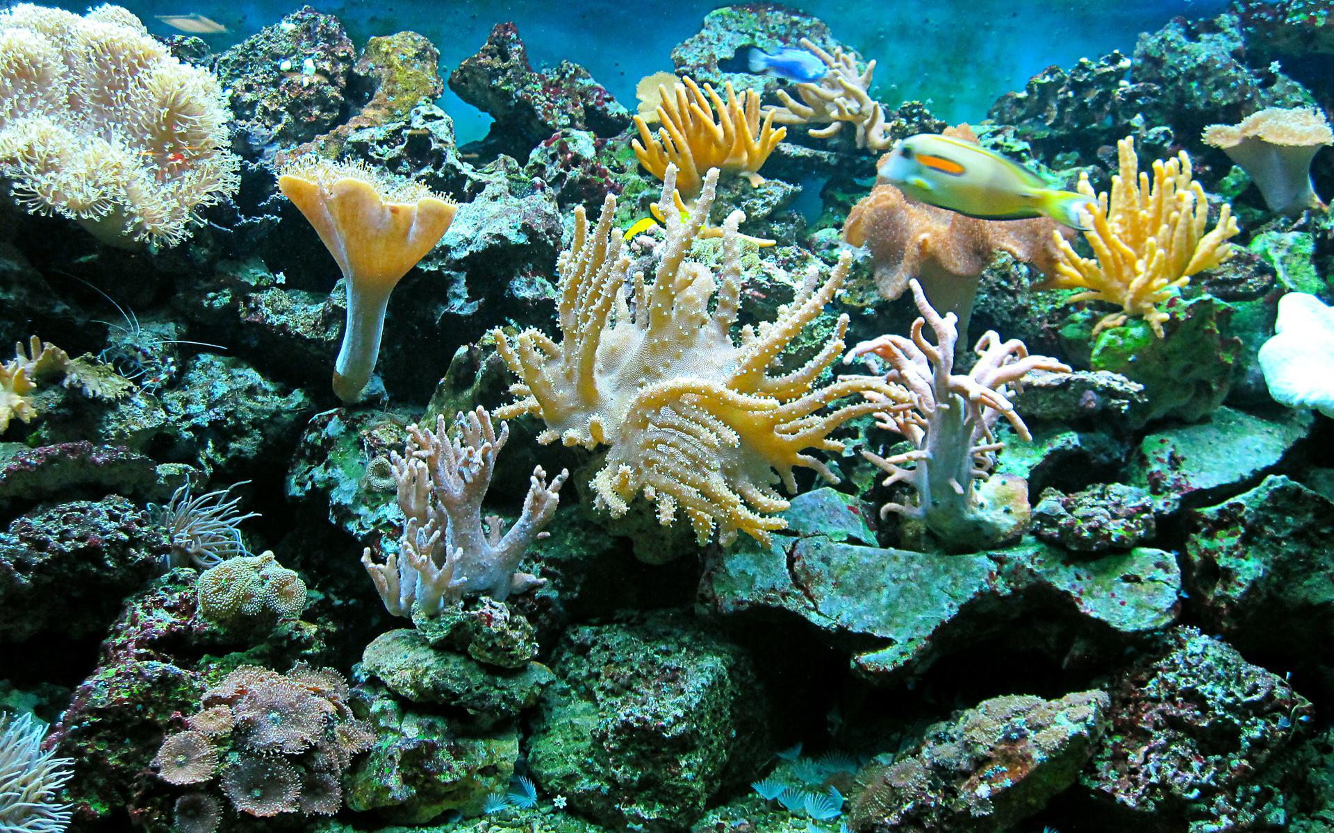 1920x1200 HD Sea Underwater Ocean Reef Fish Widescreen Wallpaper. Download