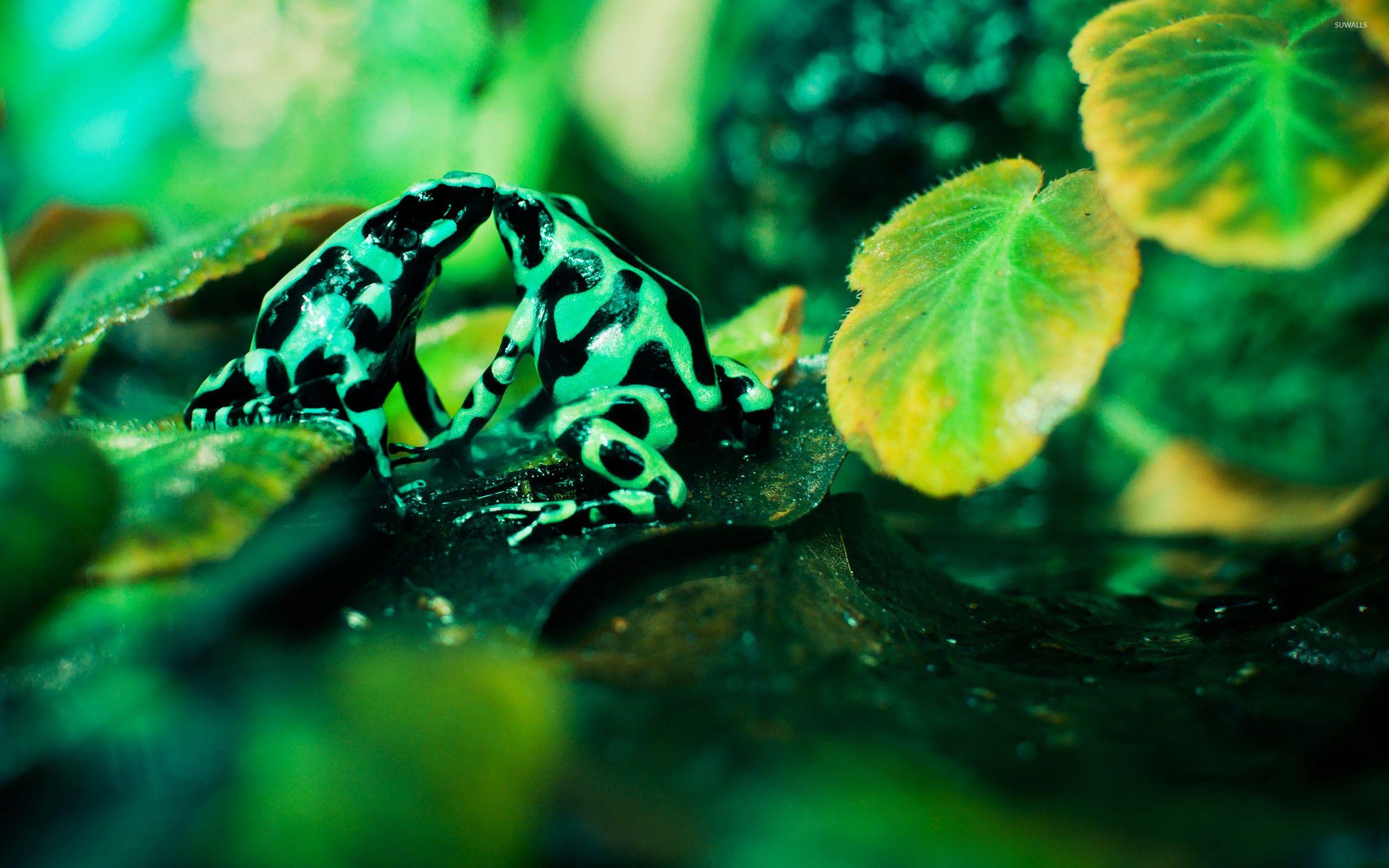 2560x1600 Poison dart frogs kissing wallpaper wallpaper