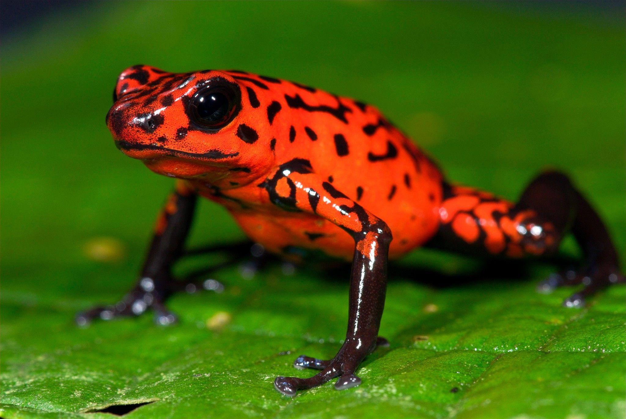 Download Poison Dart Frog wallpapers for mobile phone free Poison Dart  Frog HD pictures