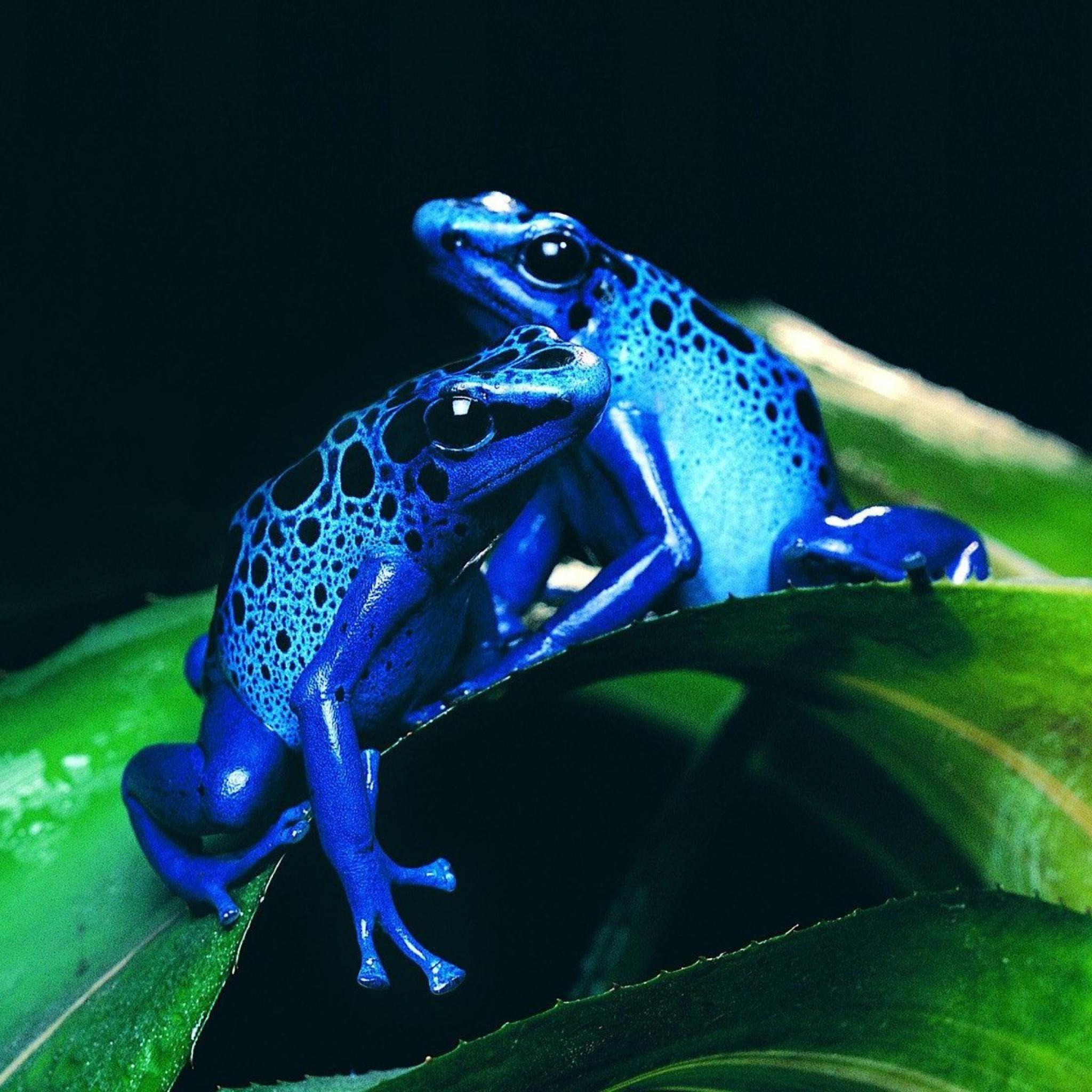 2048x2048 Frogs:). Frog wallpaper, Frog picture, Poison dart frogs