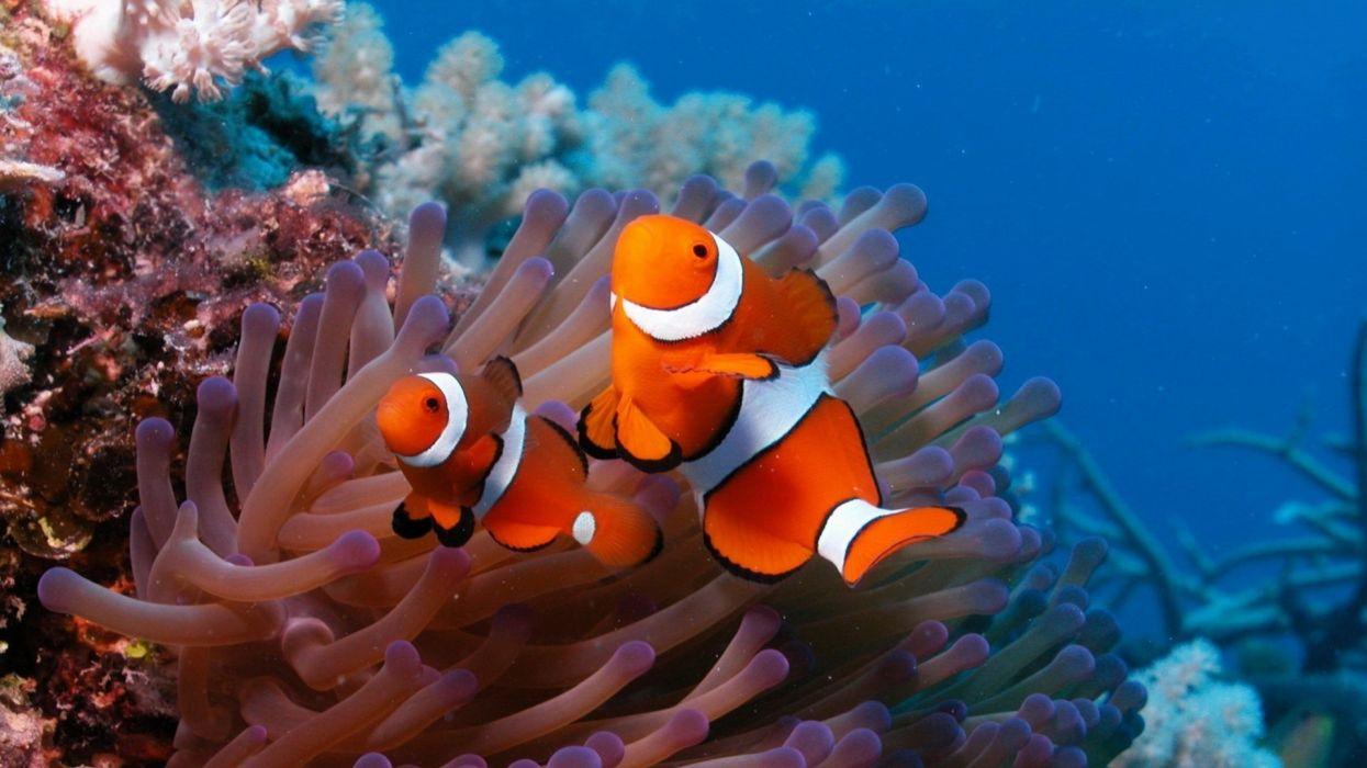 1245x700 Underwater fish fishes tropical ocean sea reef wallpaper