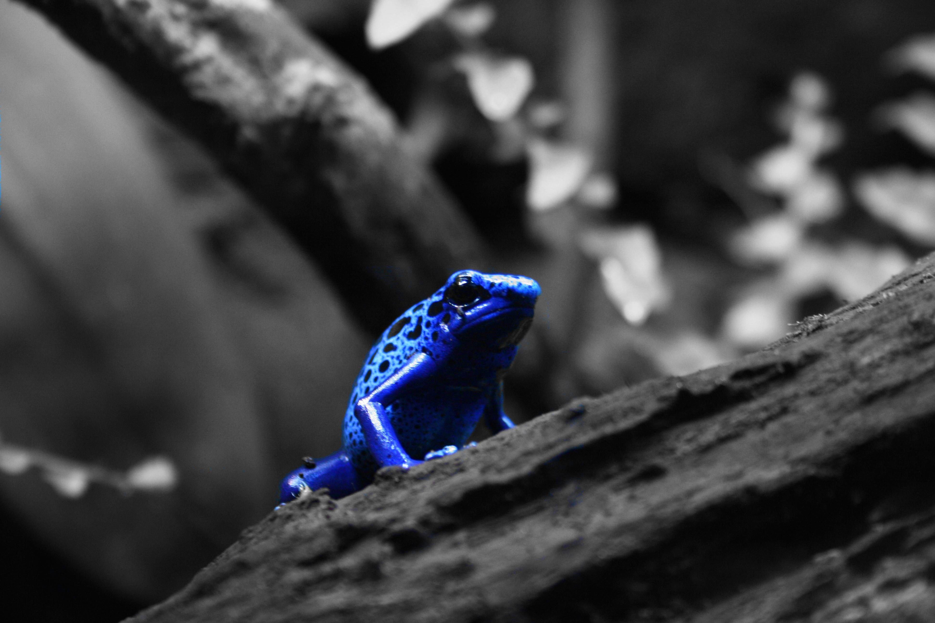 3888x2592 poison dart frog 4k ultra HD wallpaper High quality walls