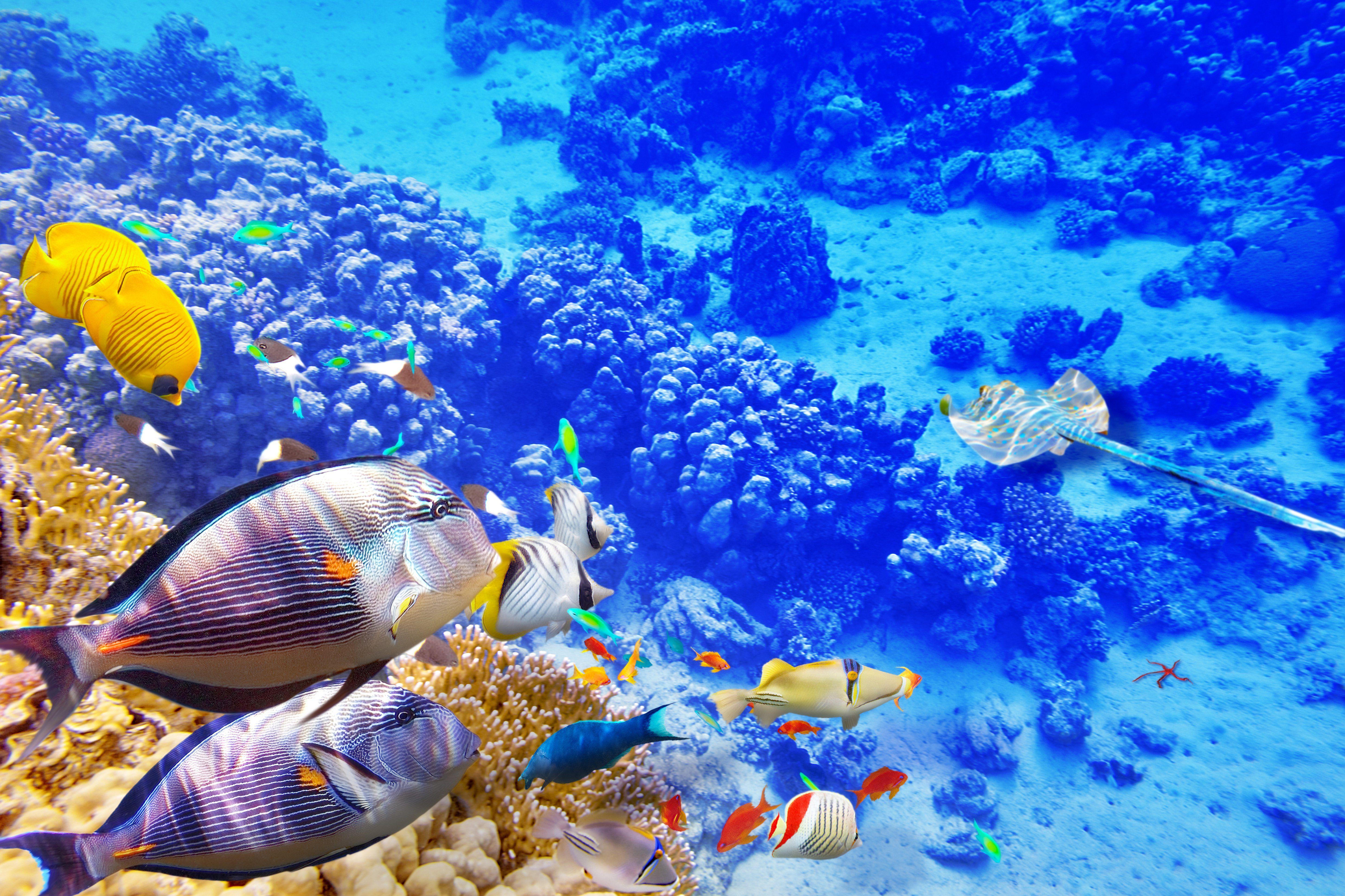 5800x3866 underwater, World, Ocean, Fish, Coral, Reef Wallpaper HD
