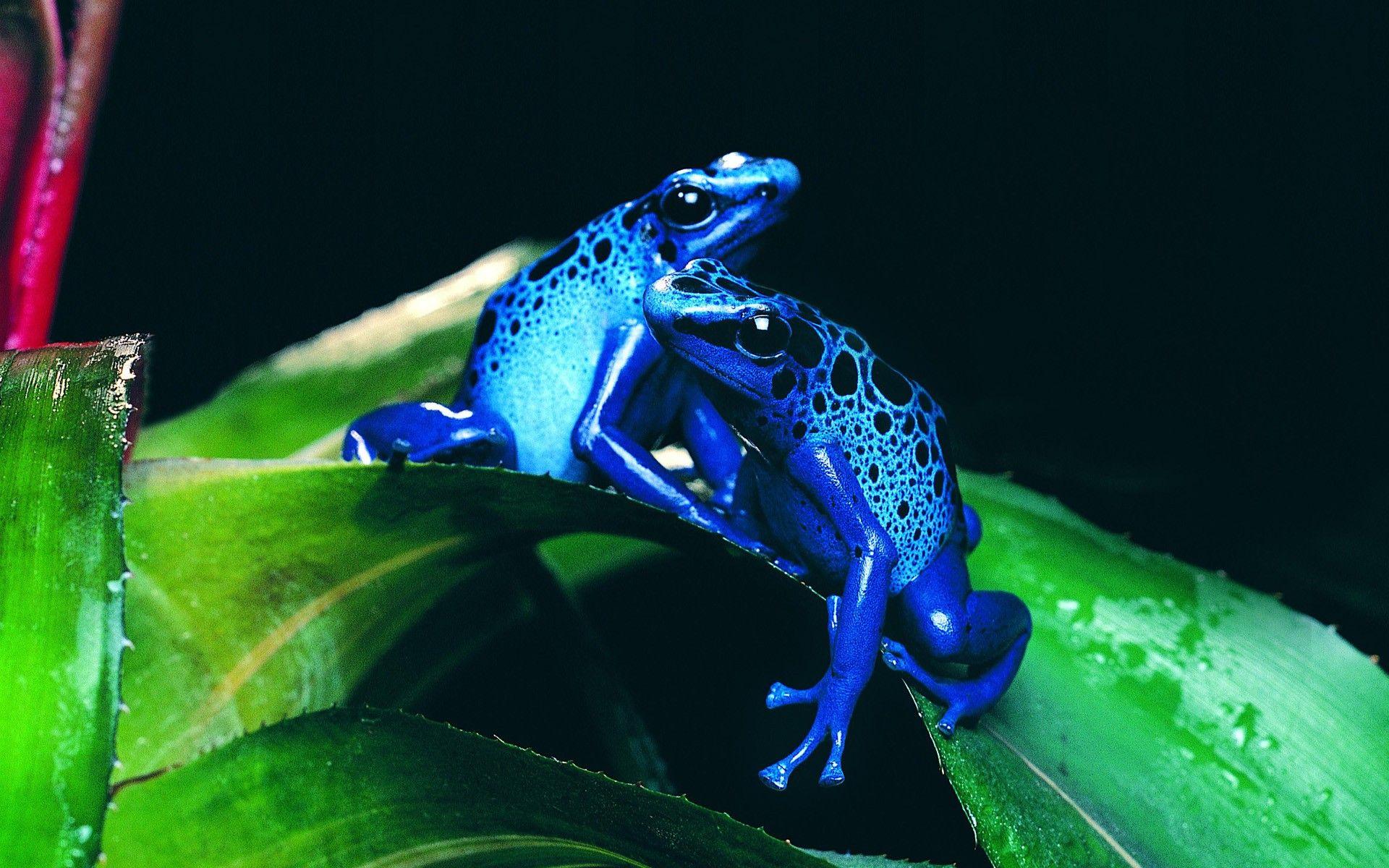 1920x1200 frog, Animals, Nature, Amphibian, Poison Dart Frogs Wallpaper HD / Desktop and Mobile Background