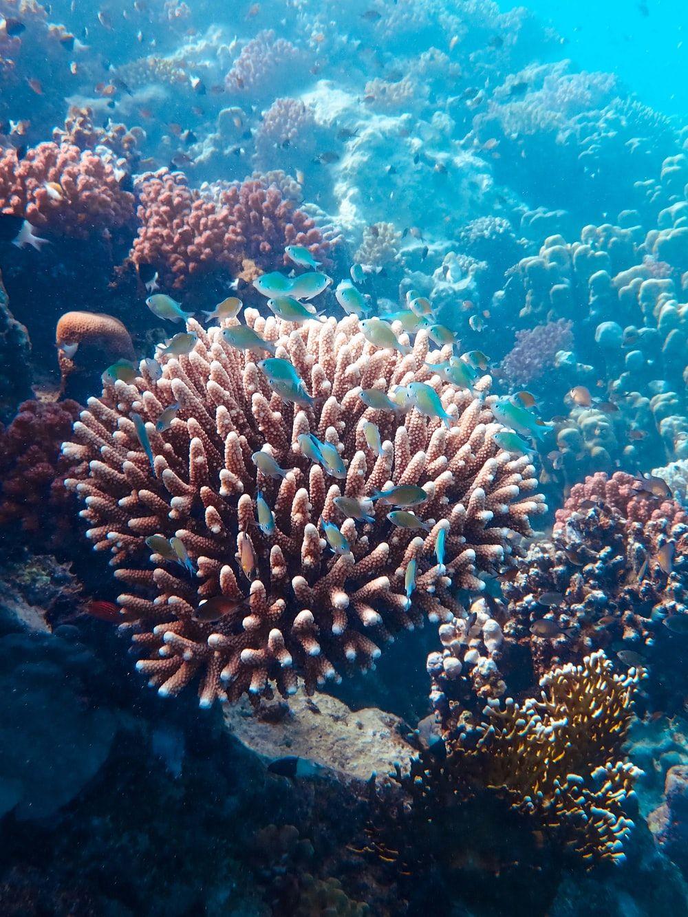 1000x1333 Coral Reef Picture [HQ]. Download Free Image & Stock