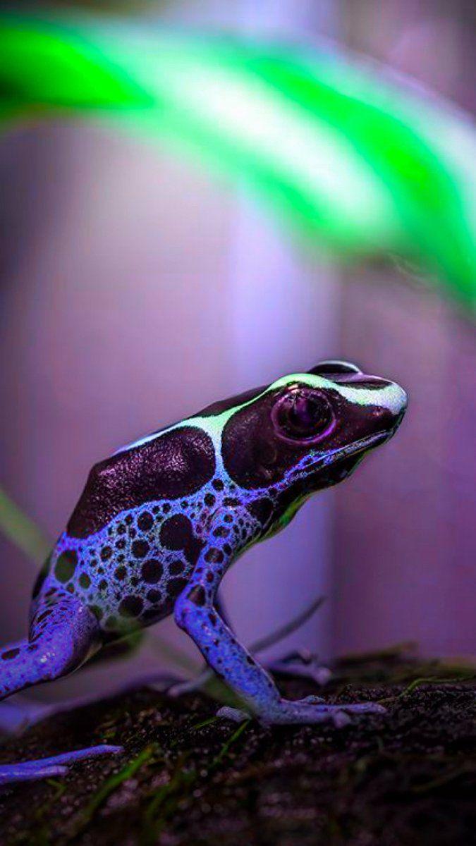 675x1200 Sesame Crew it up w/ some nature. Dyeing Poison Dart Frog is todays #wallpaper