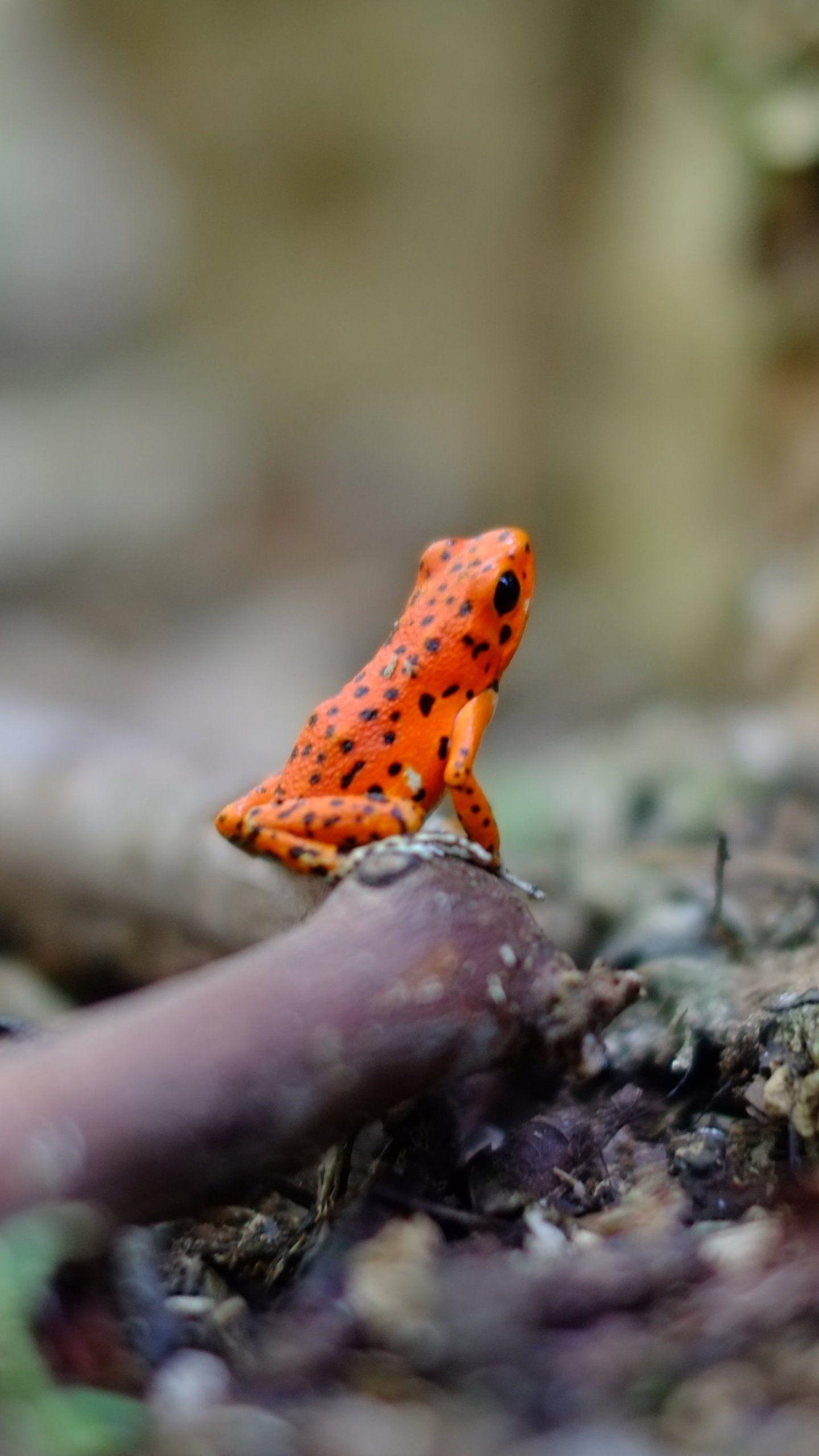 1440x2560 Poison Dart Frog Wallpaper