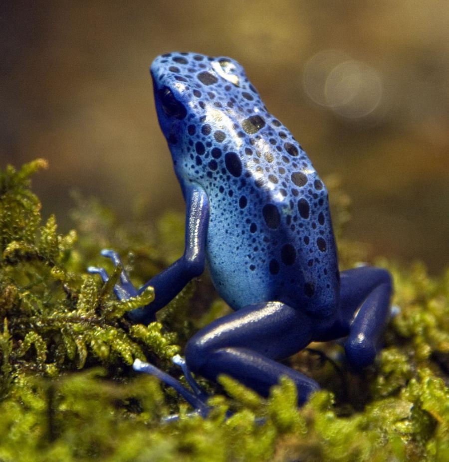 Poison Dart Frog Wallpapers - Top Free Poison Dart Frog Backgrounds ...