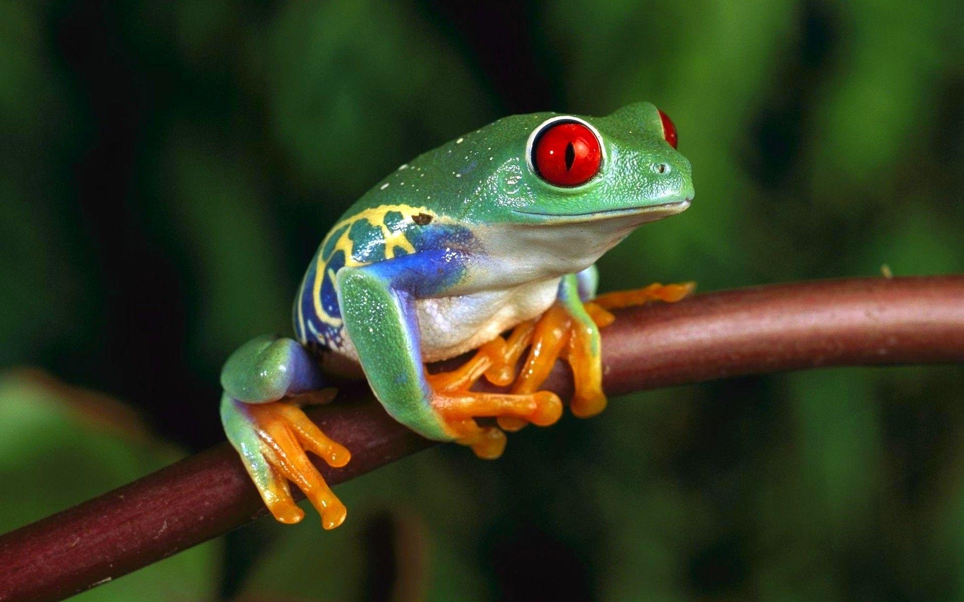1920x1200 Amphibians Wallpaper. Amphibians Wallpaper, Amphibians National Geographic Wallpaper and