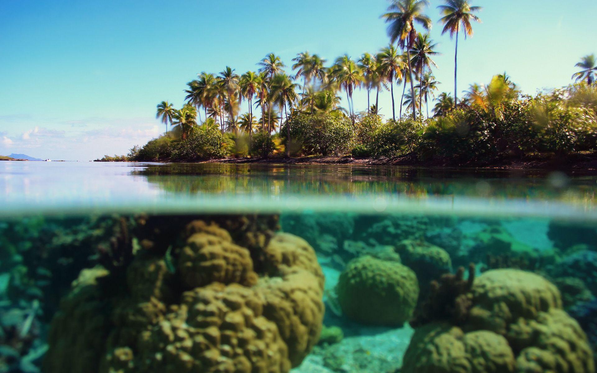 1920x1200 Free download Wallpaper underwater ocean palm island reef desktop