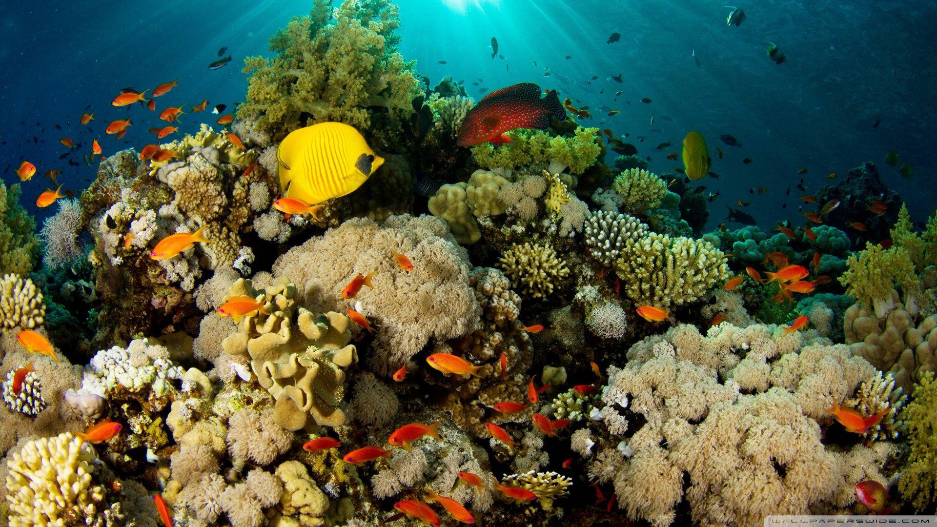 1920x1080 Coral Reef Digital Art Wallpaper