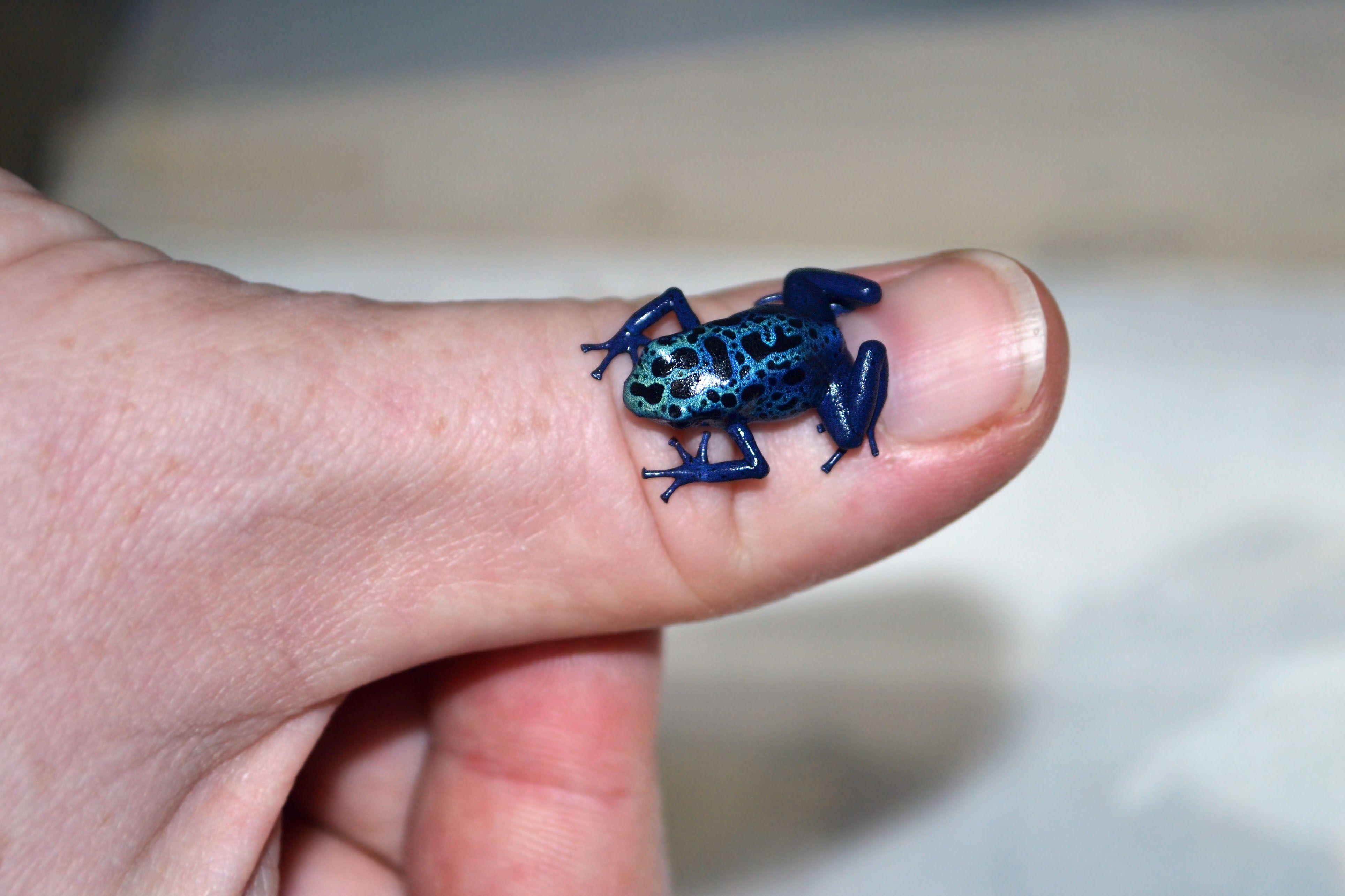 3856x2570 poison dart frog 4k ultra HD wallpaper High quality walls
