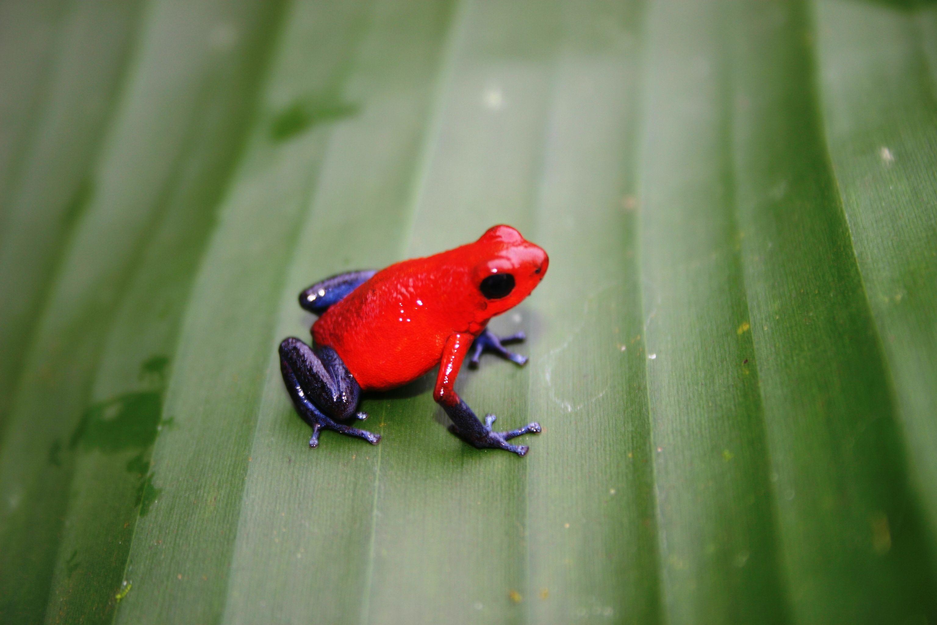 Poison Dart Frog Wallpapers - Top Free Poison Dart Frog Backgrounds ...