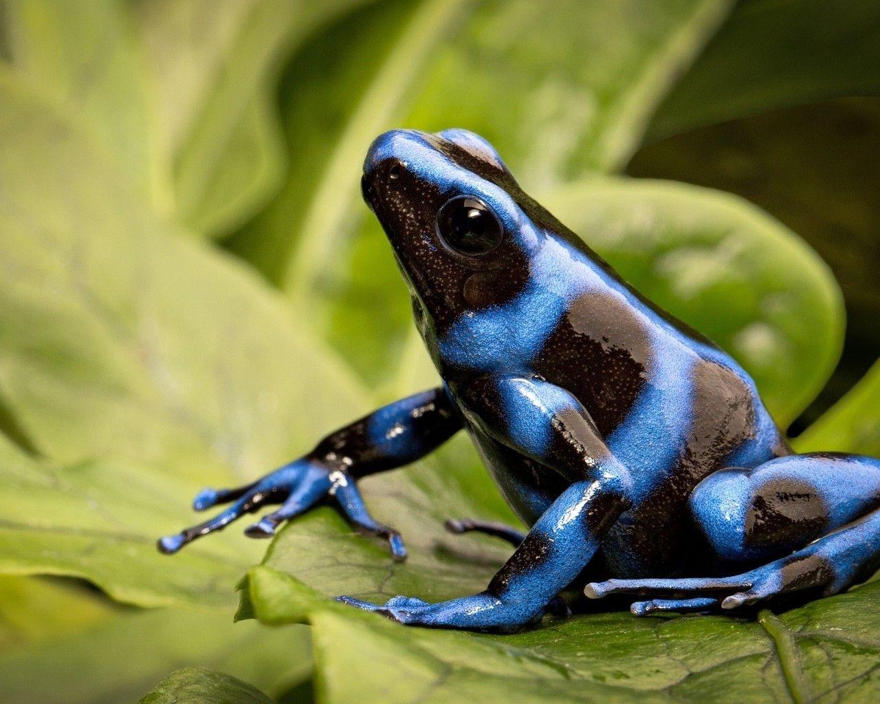 1280x1024 Download 1280x1024 Poison Dart Frog, Blue, Black, Plant Wallpaper
