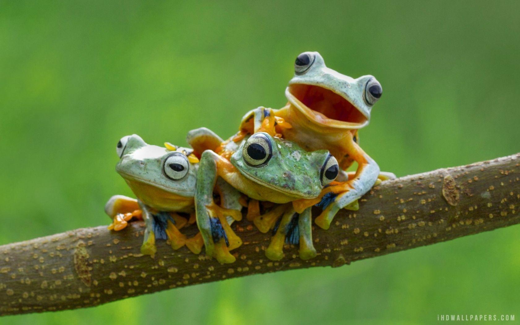 1680x1050 Free download Tree Frog Wallpaper High Quality Poison Dart