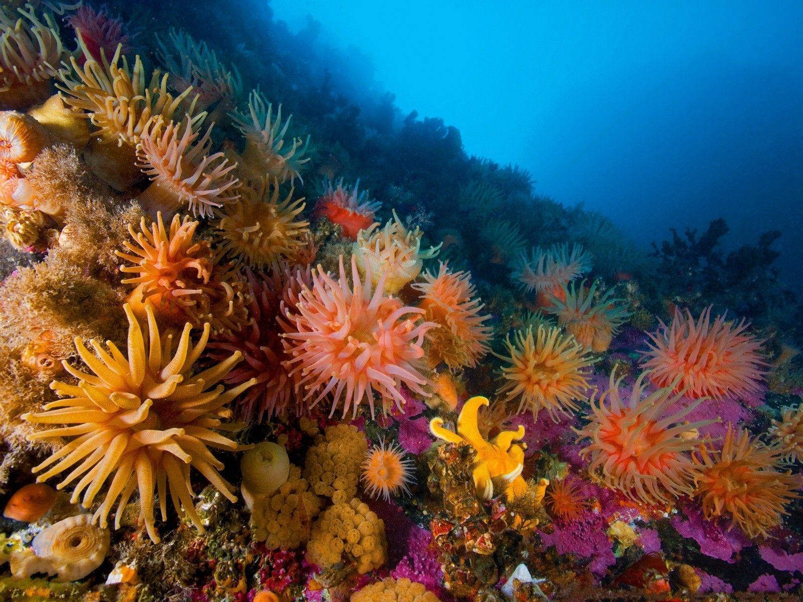 1600x1200 Sea, Lovely, Ocean, Reef, Pet Image, underwater, Coral, Anemones