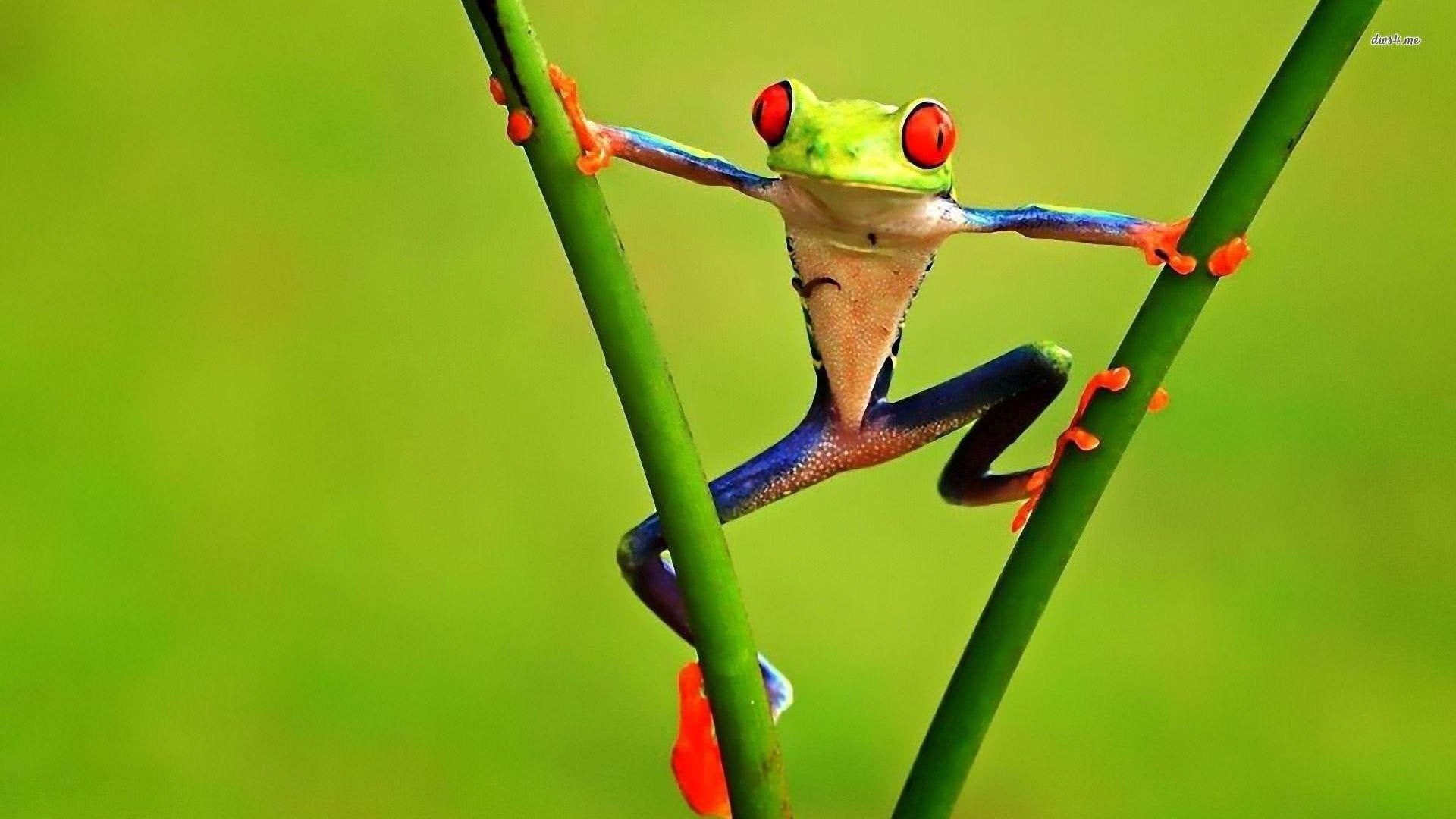1920x1080 Poison Dart Frog [1920x1080]