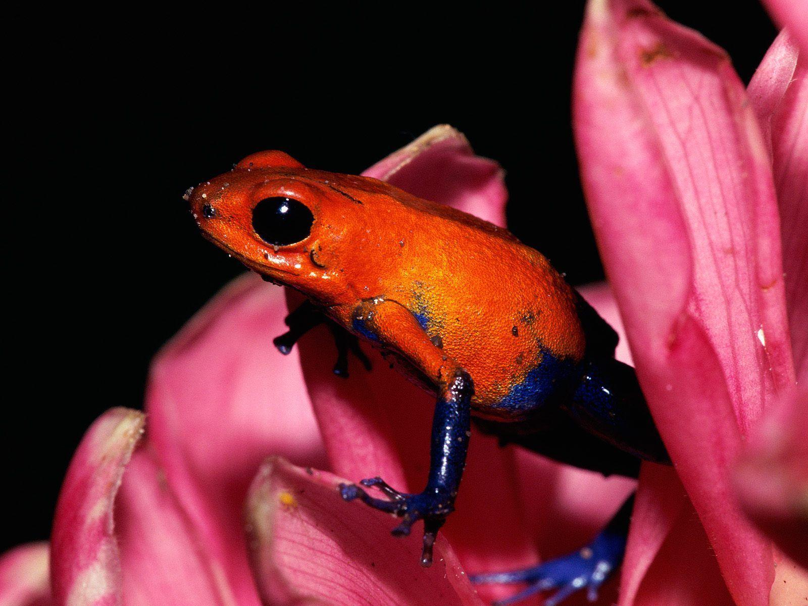 1600x1200 Colorful Frogs. Poison dart frogs, Animals, Frog wallpaper
