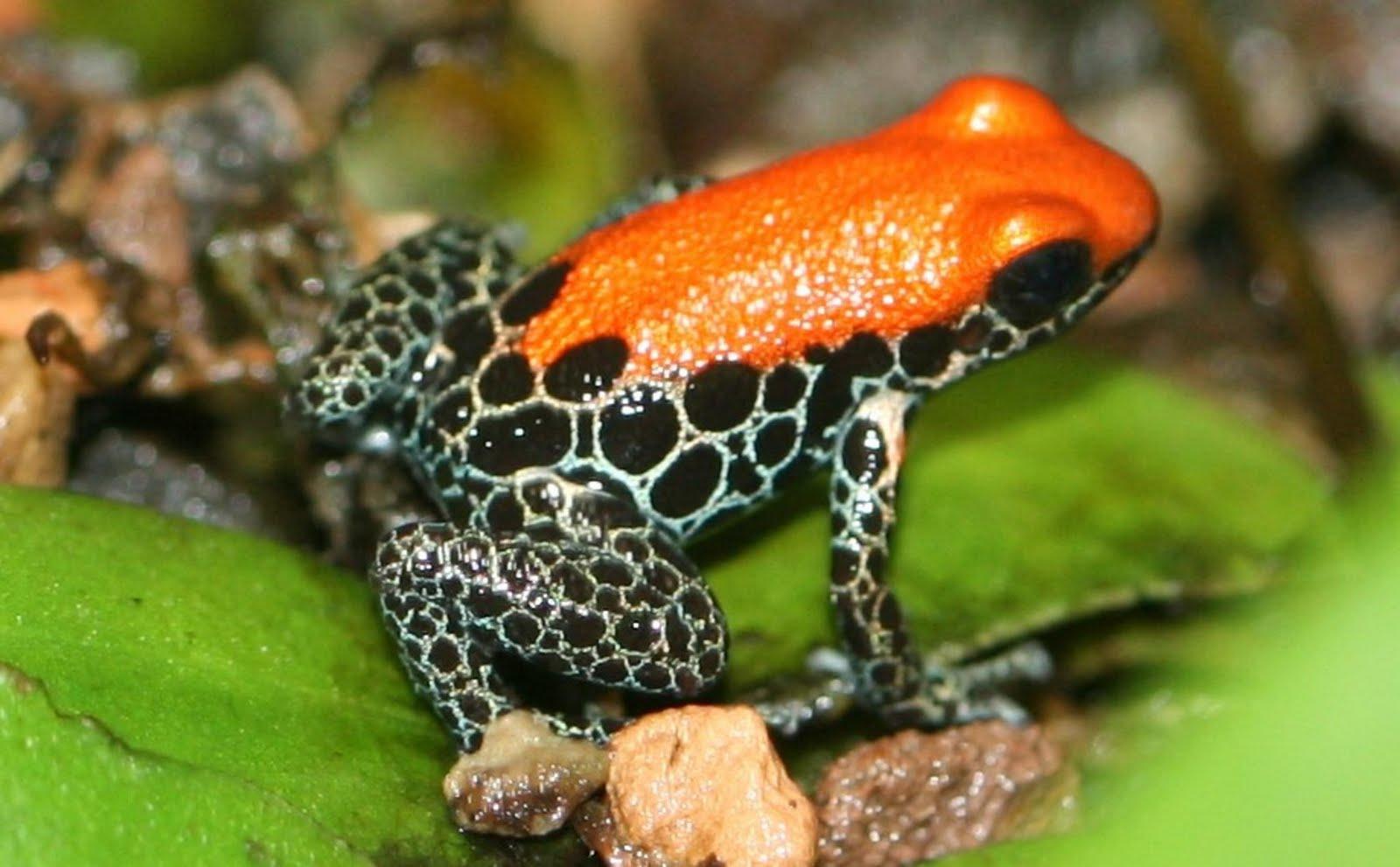 1600x991 Love U Wallpaper: poison dart frog background
