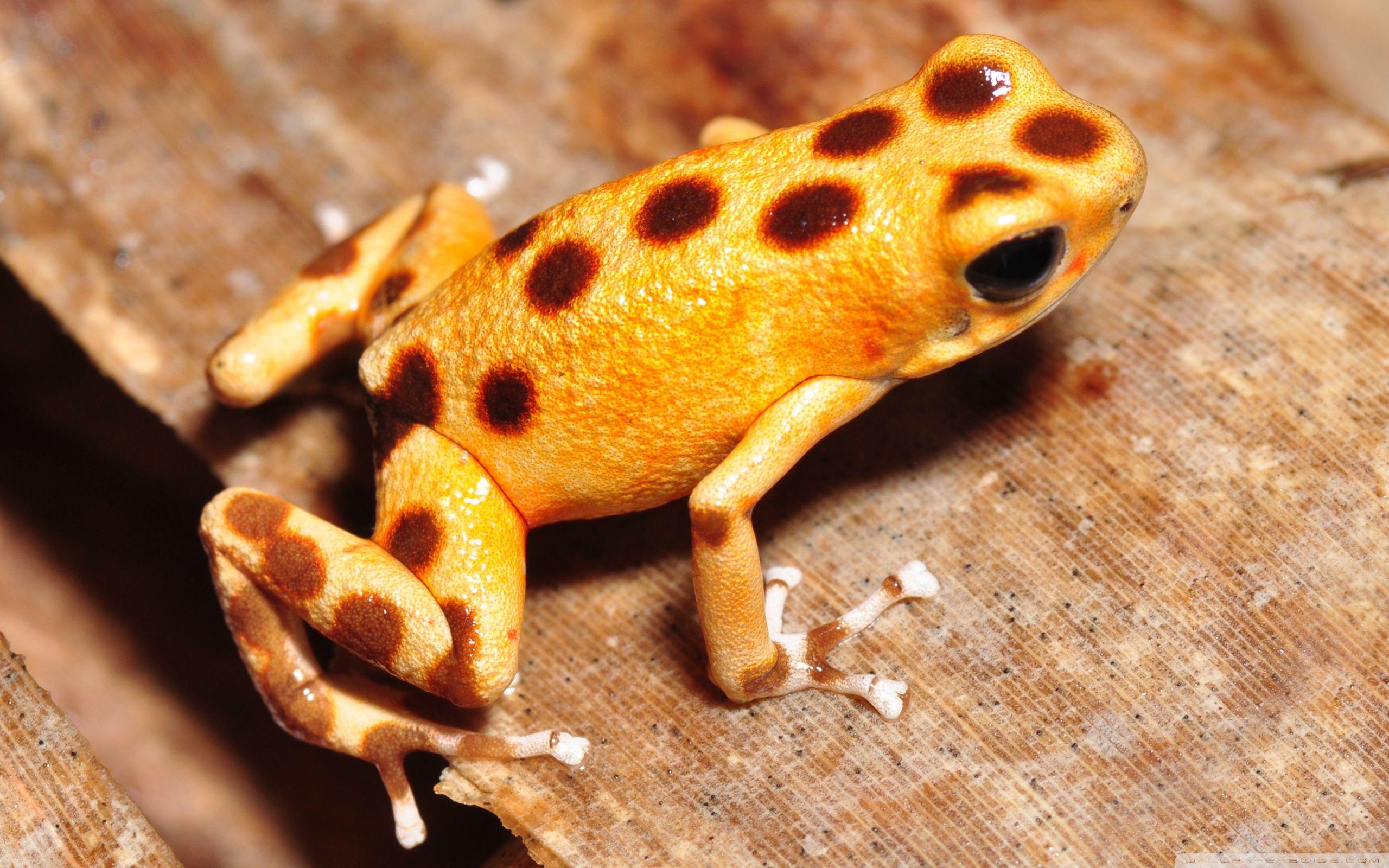 2560x1600 Strawberry Poison dart Frog Oophaga pumilio or Dendrobates