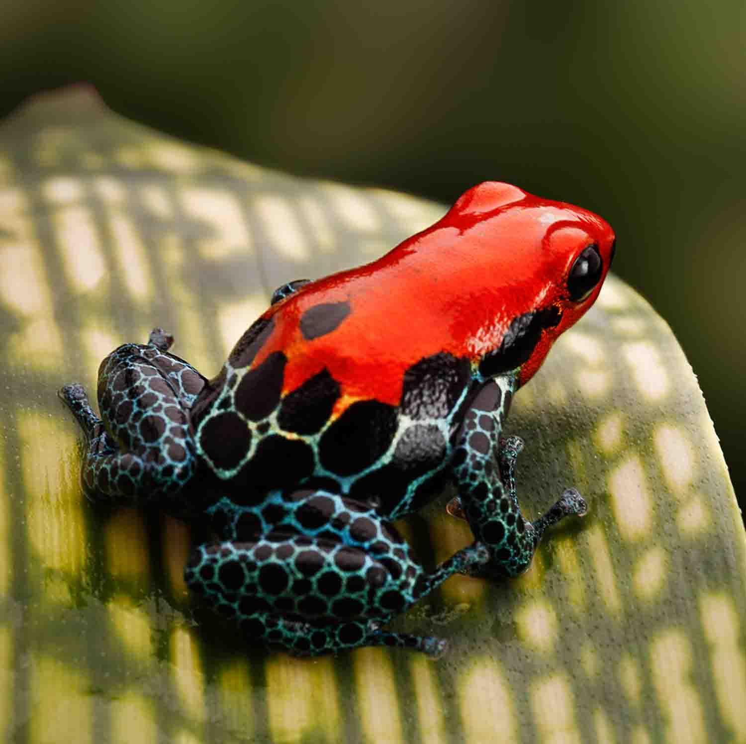 Poison Dart Frog Wallpapers - Top Free Poison Dart Frog Backgrounds ...