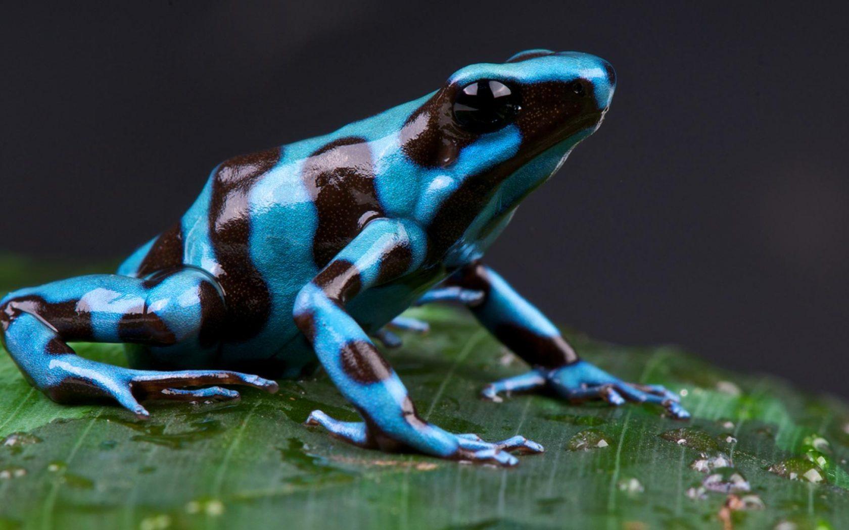 1680x1050 HD Wallpaper Of A Poison Dart Frog