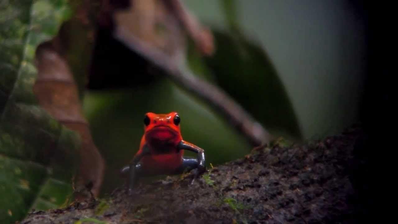 1280x720 Strawberry Poison Dart Frog (Dendrobates Pumilio)