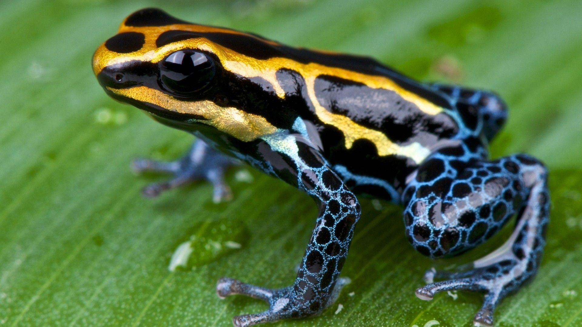 1920x1080 Download 1920x1080 Poison Dart Frog, Yellow, Blue, Plants Wallpaper for Widescreen