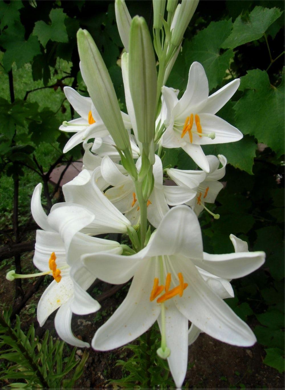 1000x1368 Free Zenica city lilies Image