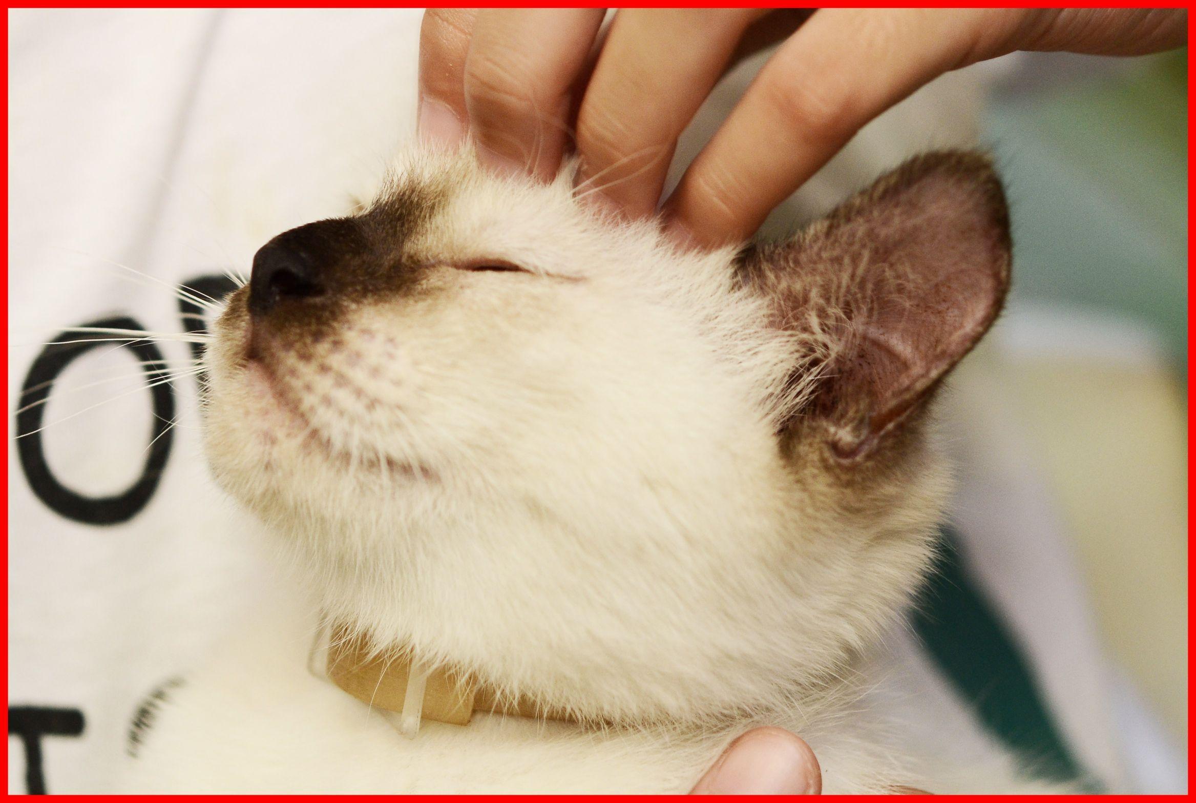 2335x1567 The Best How To Name Your Cat Steps With Wikihow Of Cute Japanese