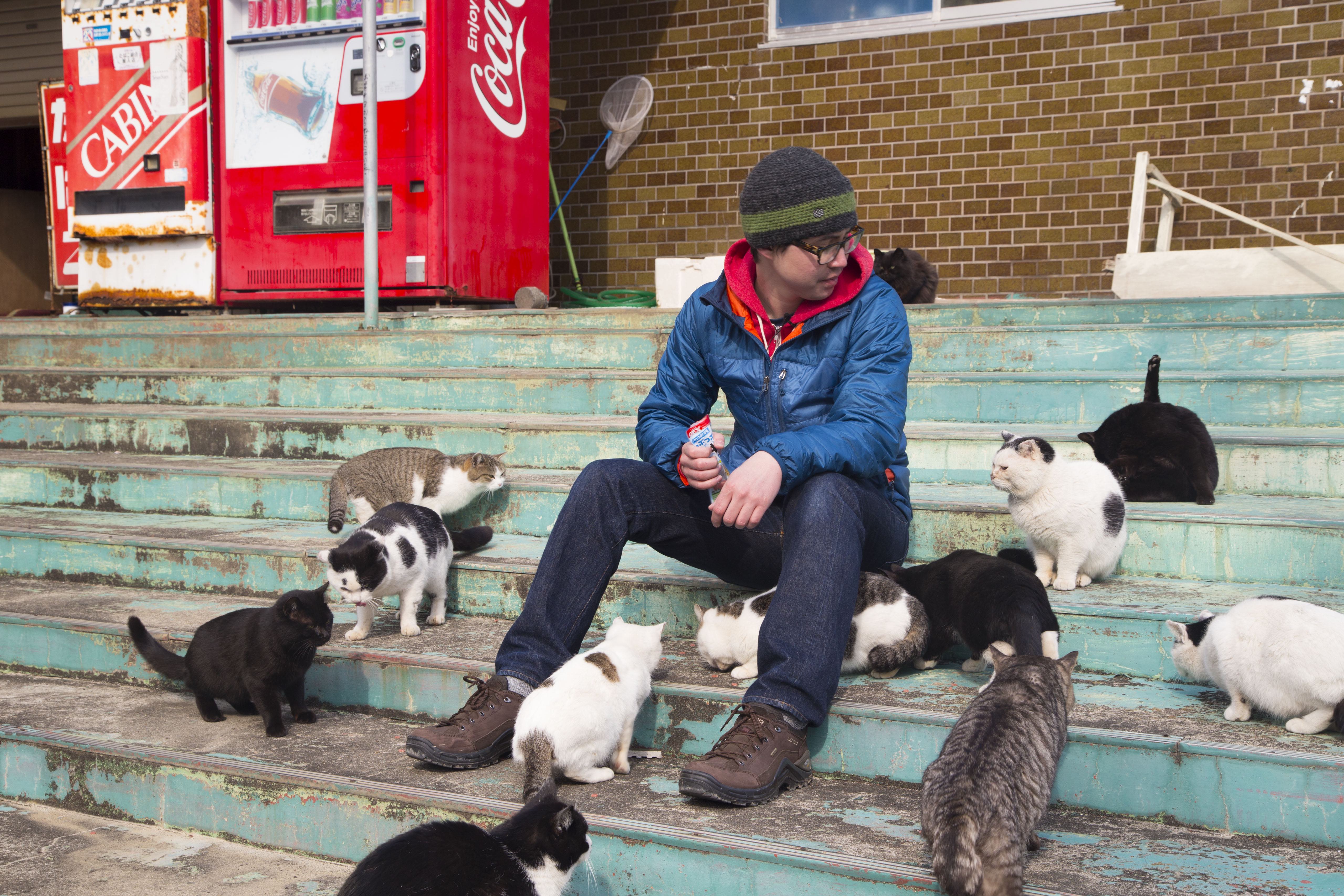 5120x3413 Cat Island, Japan's Famous Tashirojima
