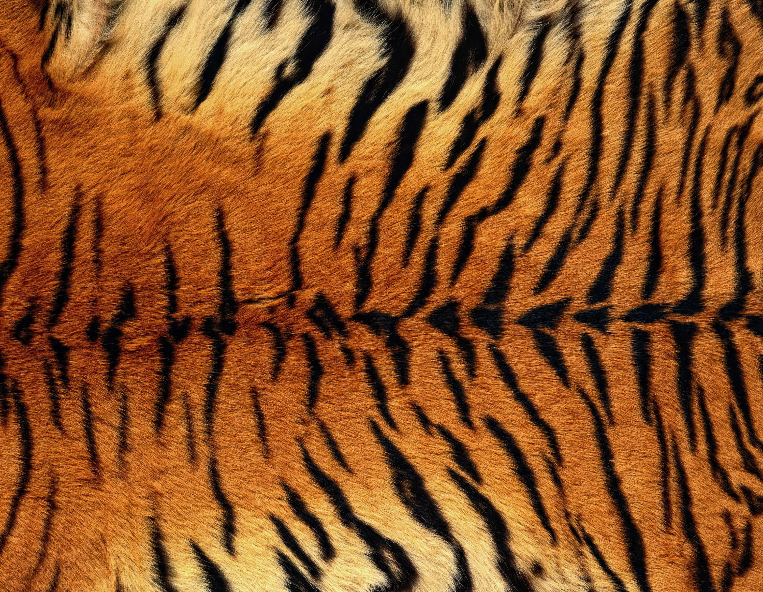 Tiger Skin Wallpapers - Top Free Tiger Skin Backgrounds - WallpaperAccess