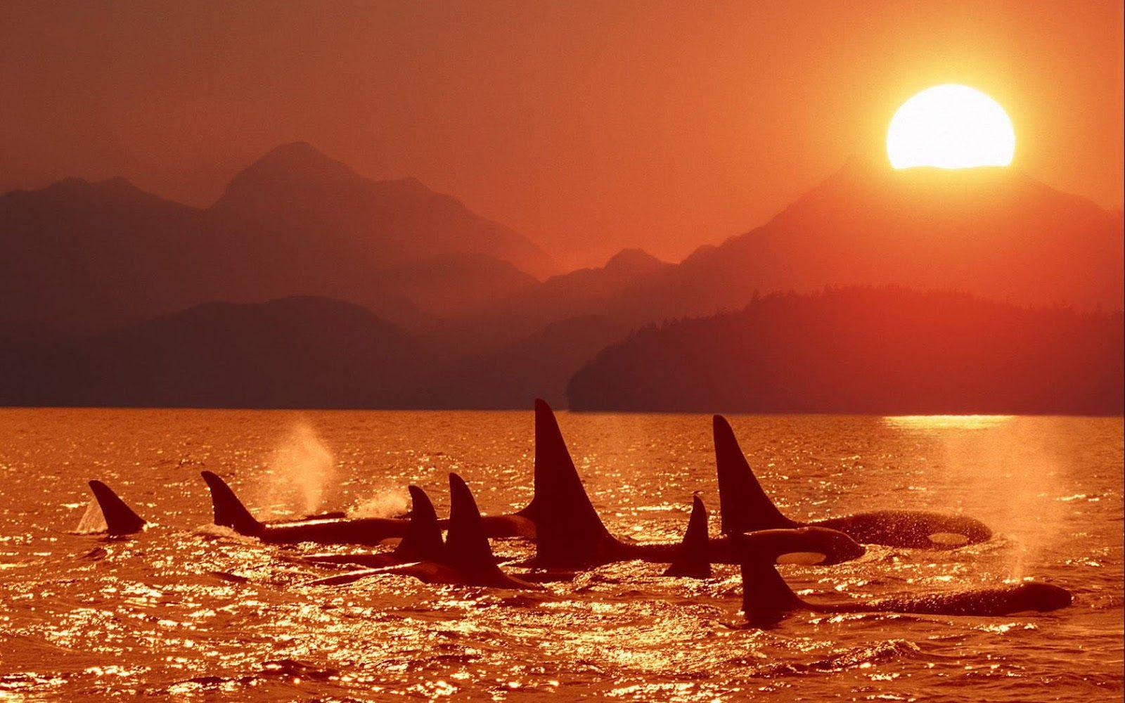 1600x1000 Group of orcas at sundown wallpaper. HD Animals Wallpaper