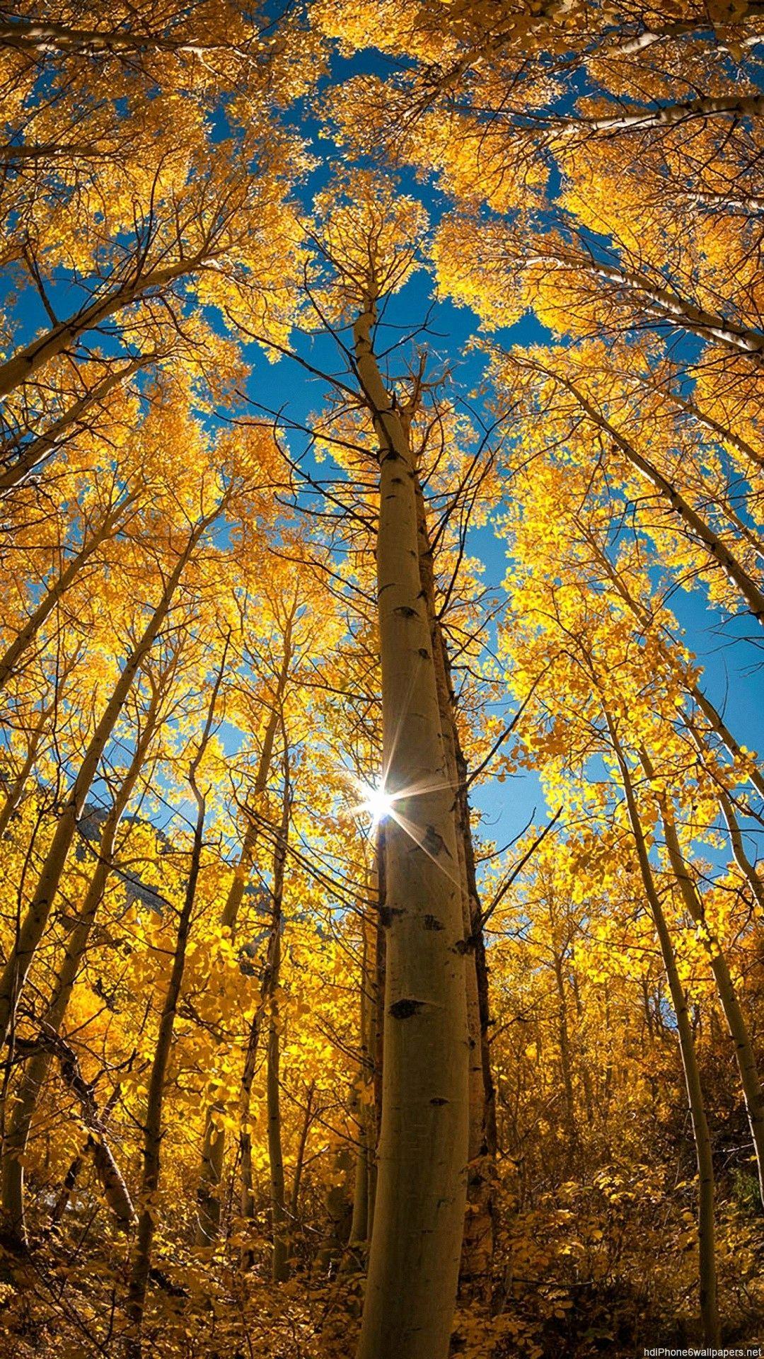 1080x1920 Vertical Wallpaper HD Beautiful Ultra HD 4k Video Time Lapse Stock