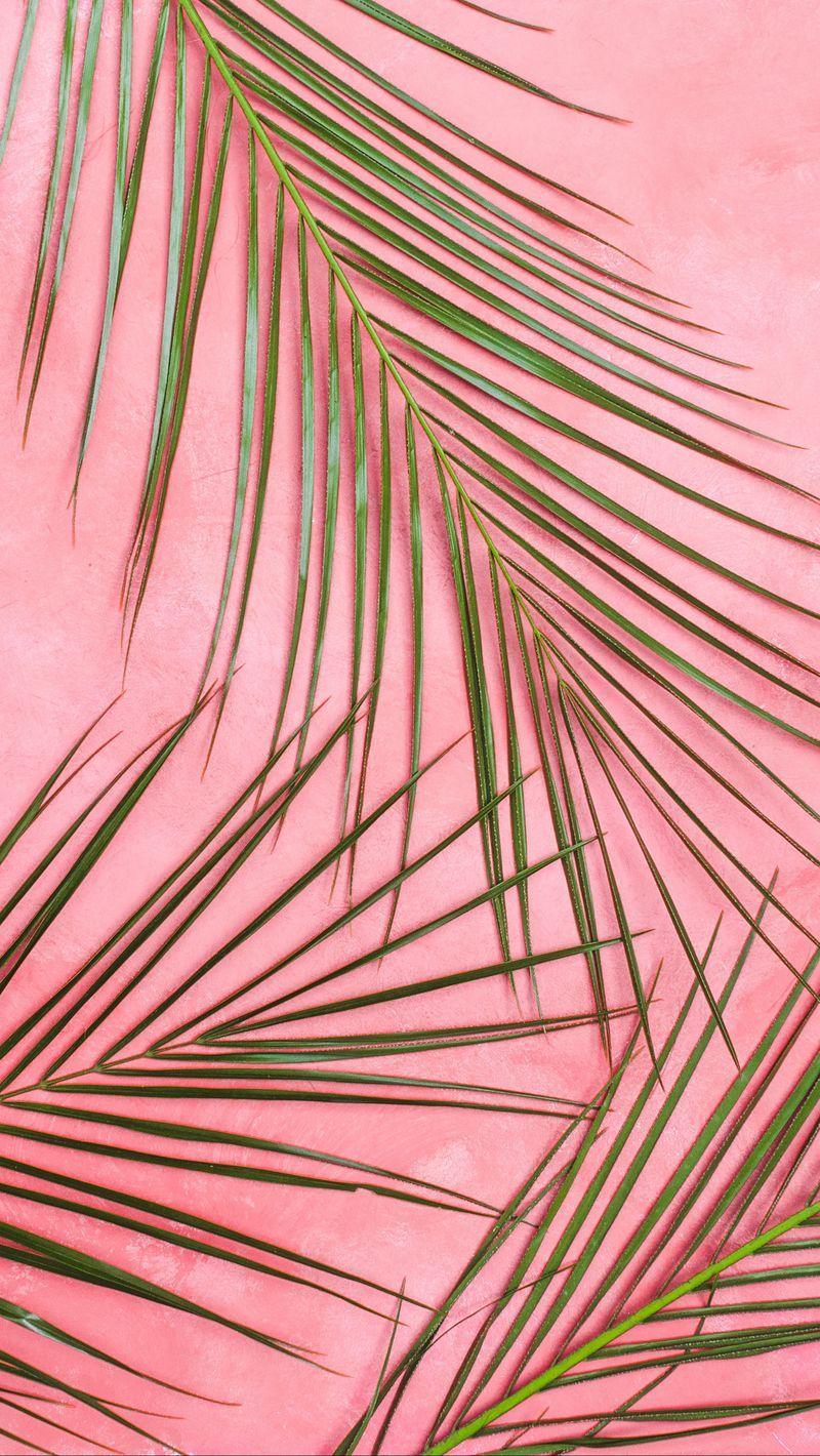 800x1420 Download wallpaper 800x1420 palm tree, branches, pastel, leaves