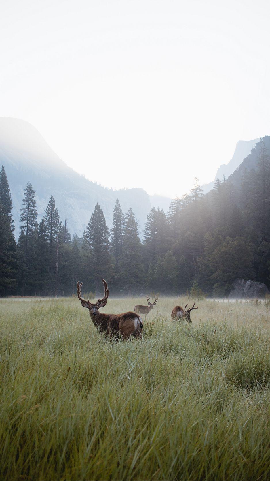 938x1668 Download Wallpaper 938x1668 Deer, Lawn, Forest, Fog, Mountains, Wildlife Iphone 8 7 6s 6 For Parallax HD Background