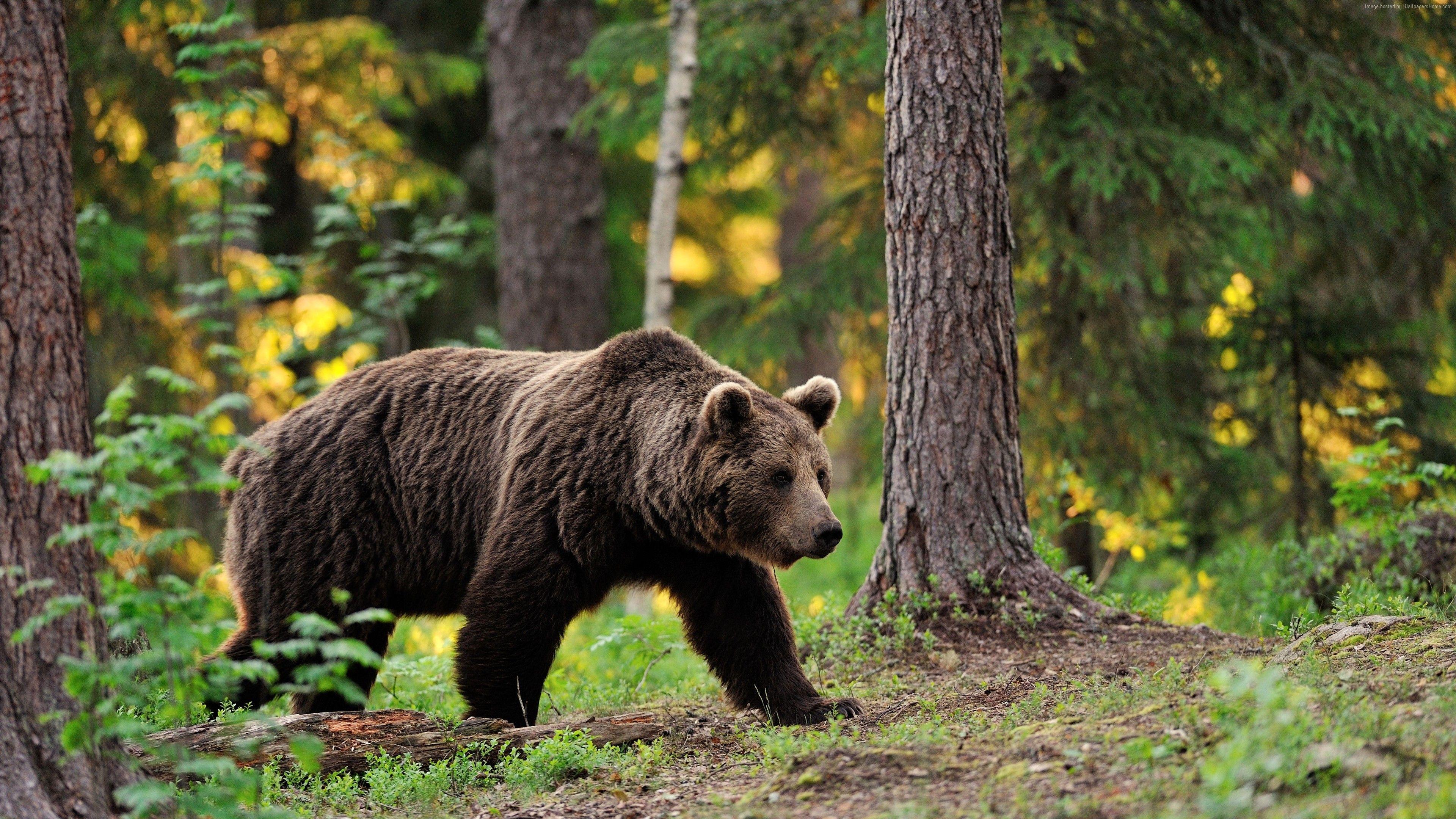 3840x2160 Wallpaper brown bear, bear, tread, step, walk, forest, trees, foliage, blur, Animals Wallpaper Download Resolution 4K Wallpaper