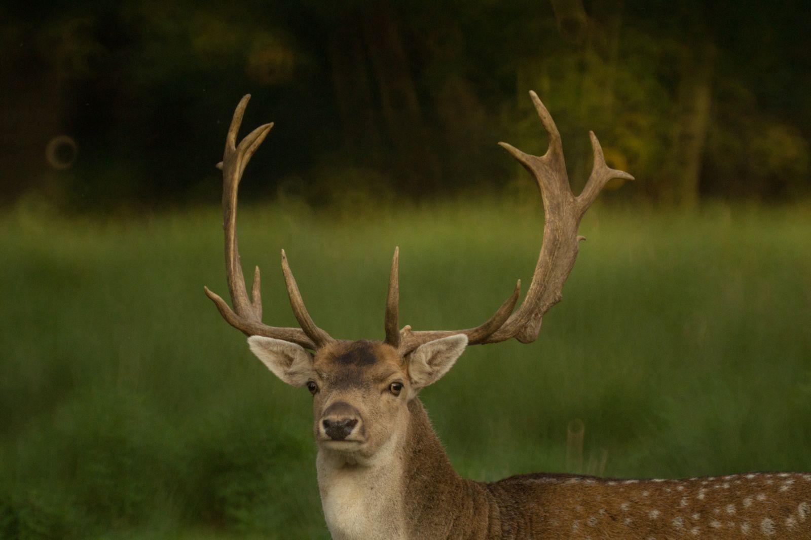 1600x1065 Nature Animal Forest Wildlife Mammal Wallpaper.com. Best High Quality Wallpaper