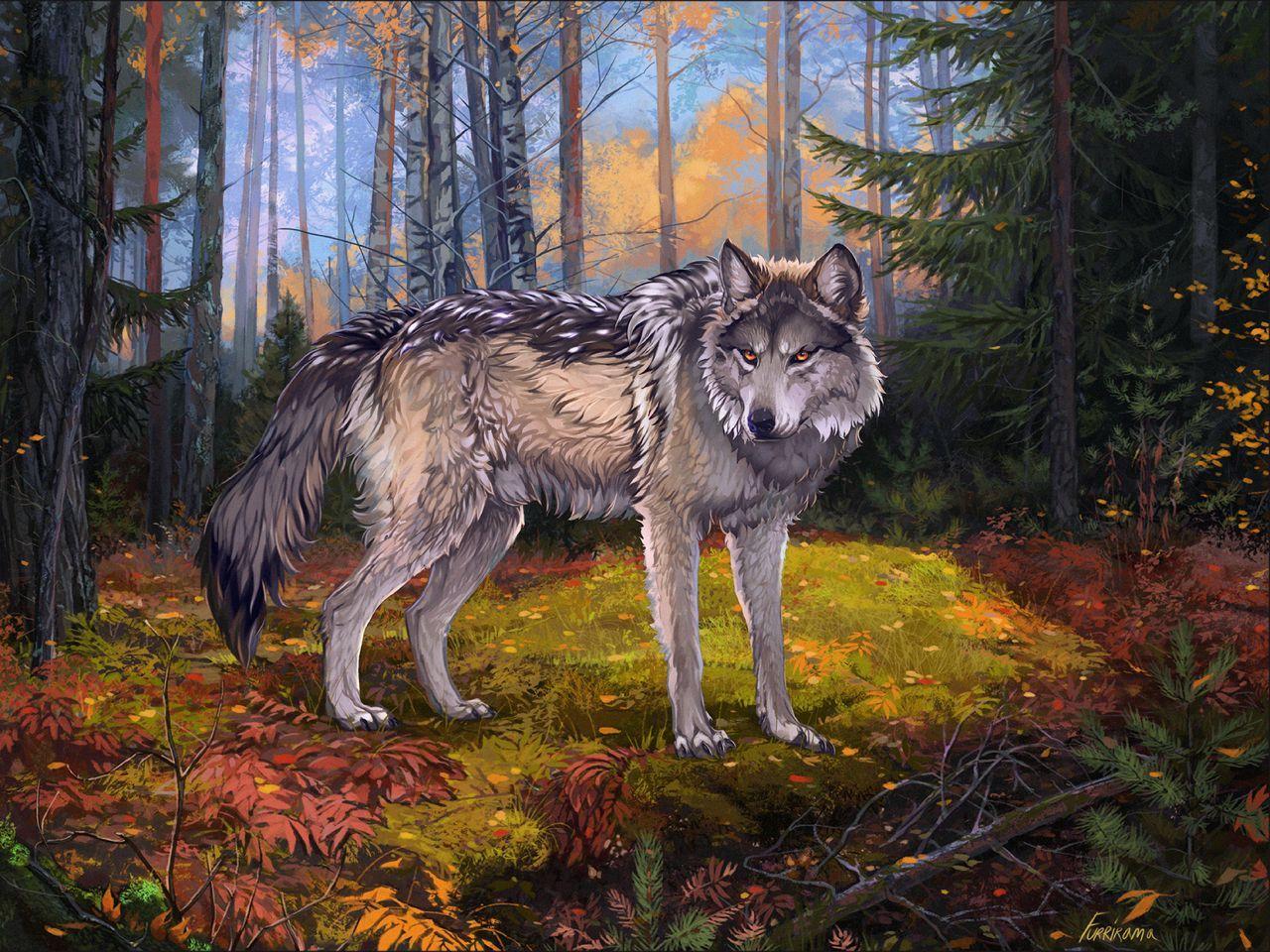 1280x960 Download wallpaper 1280x960 wolf, gray, forest, wildlife, art standard 4:3 HD background