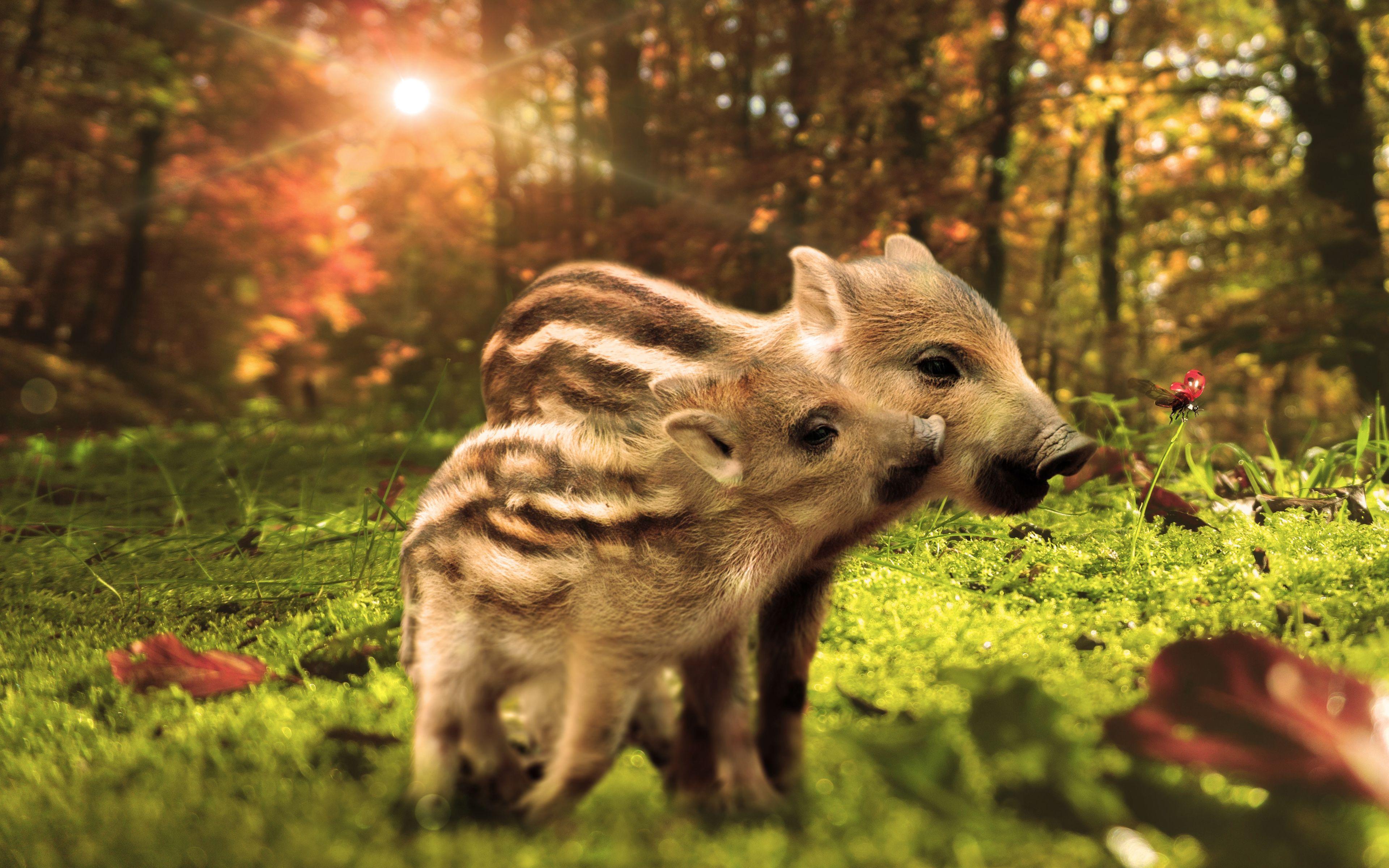 3840x2400 Download wallpaper wild boars, 4k, wild pig, forest, wildlife, wild swine, Eurasian wild pig, cubs, Sus scrofa for desktop with resolution 3840x2400. High Quality HD picture wallpaper